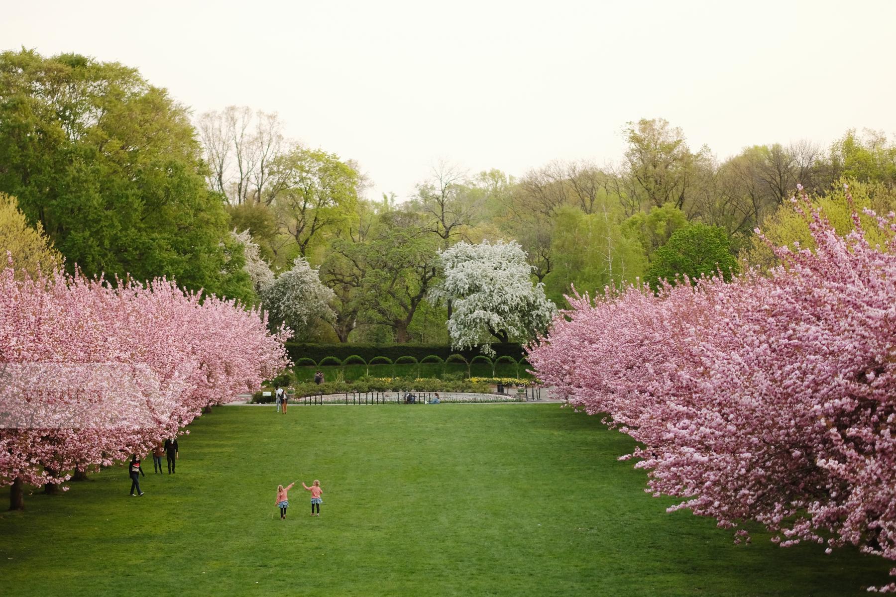 Purchase Cherry blossoms  by Rengim Mutevellioglu