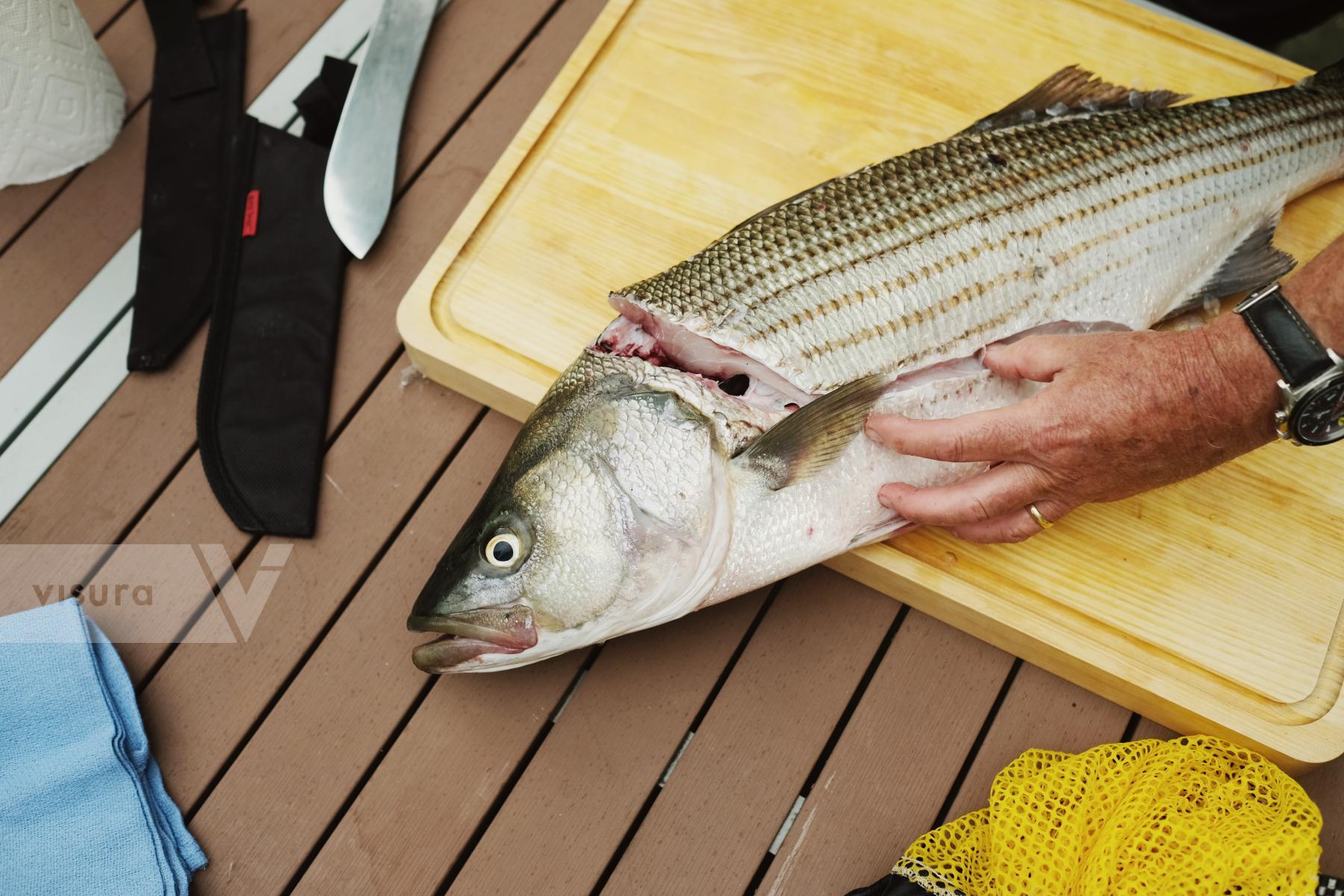 Purchase Striped sea bass by Rengim Mutevellioglu