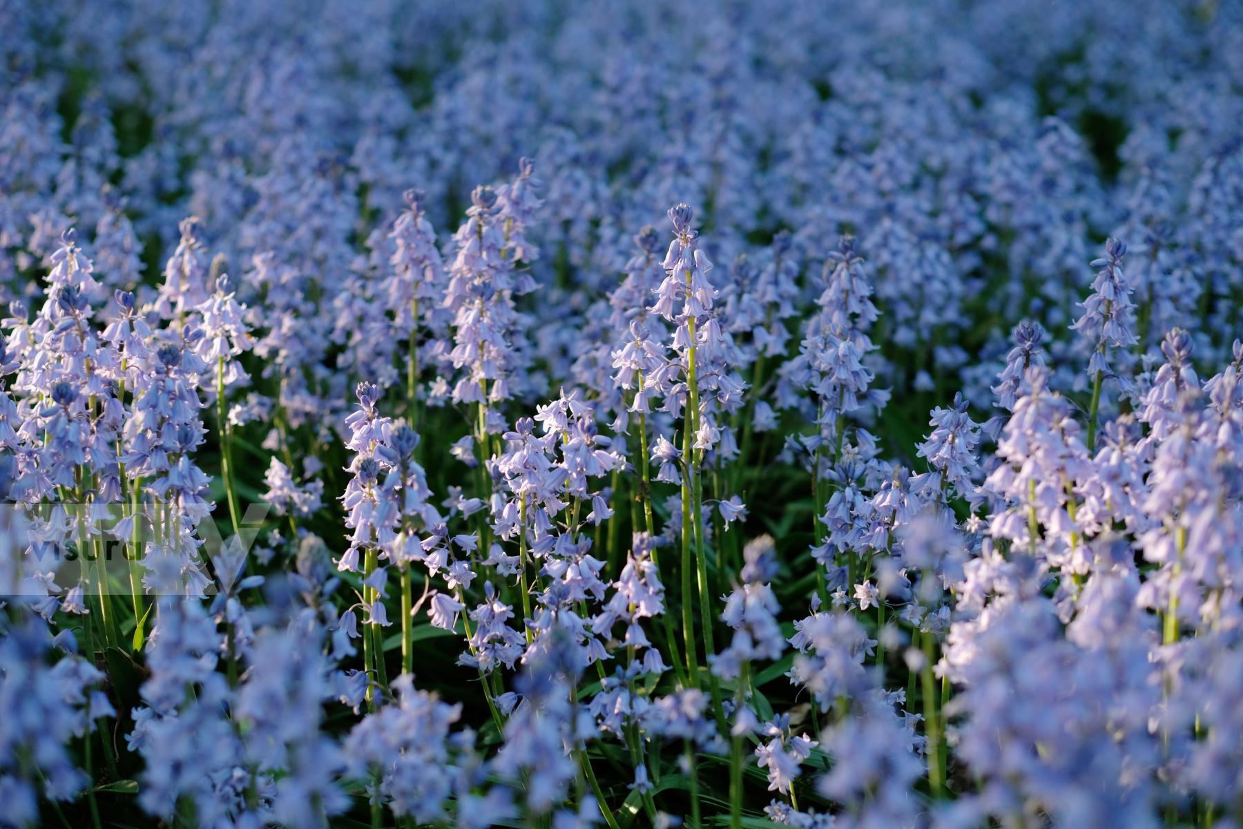 Purchase Bluebells by Rengim Mutevellioglu