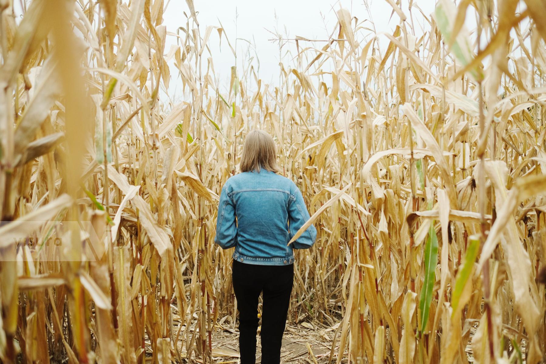 Purchase Corn maze by Rengim Mutevellioglu