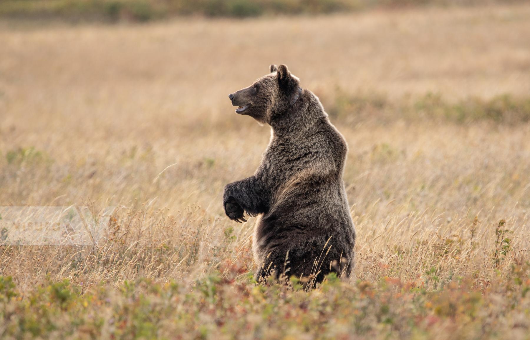 Purchase Grizzly Bear in Glacier National Park by Katie Linsky Shaw