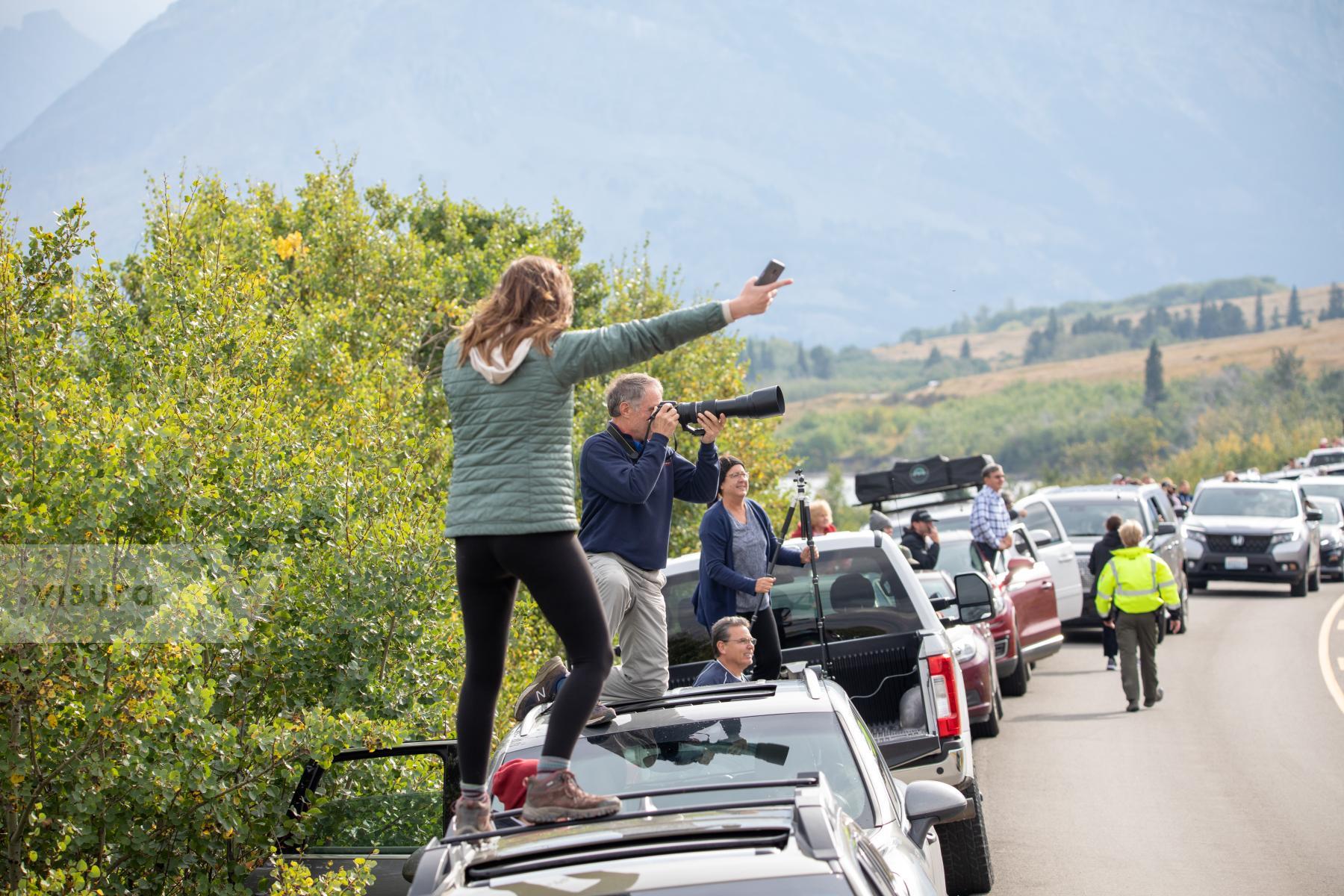 Purchase Grizzly Bear Sighting in Montana by Katie Linsky Shaw