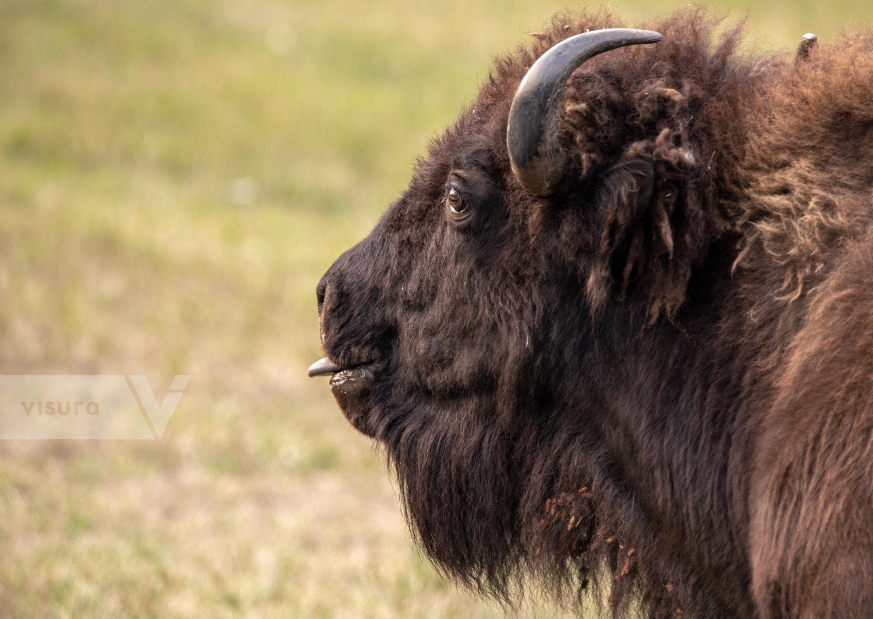 Purchase Funny Bison by Katie Linsky Shaw