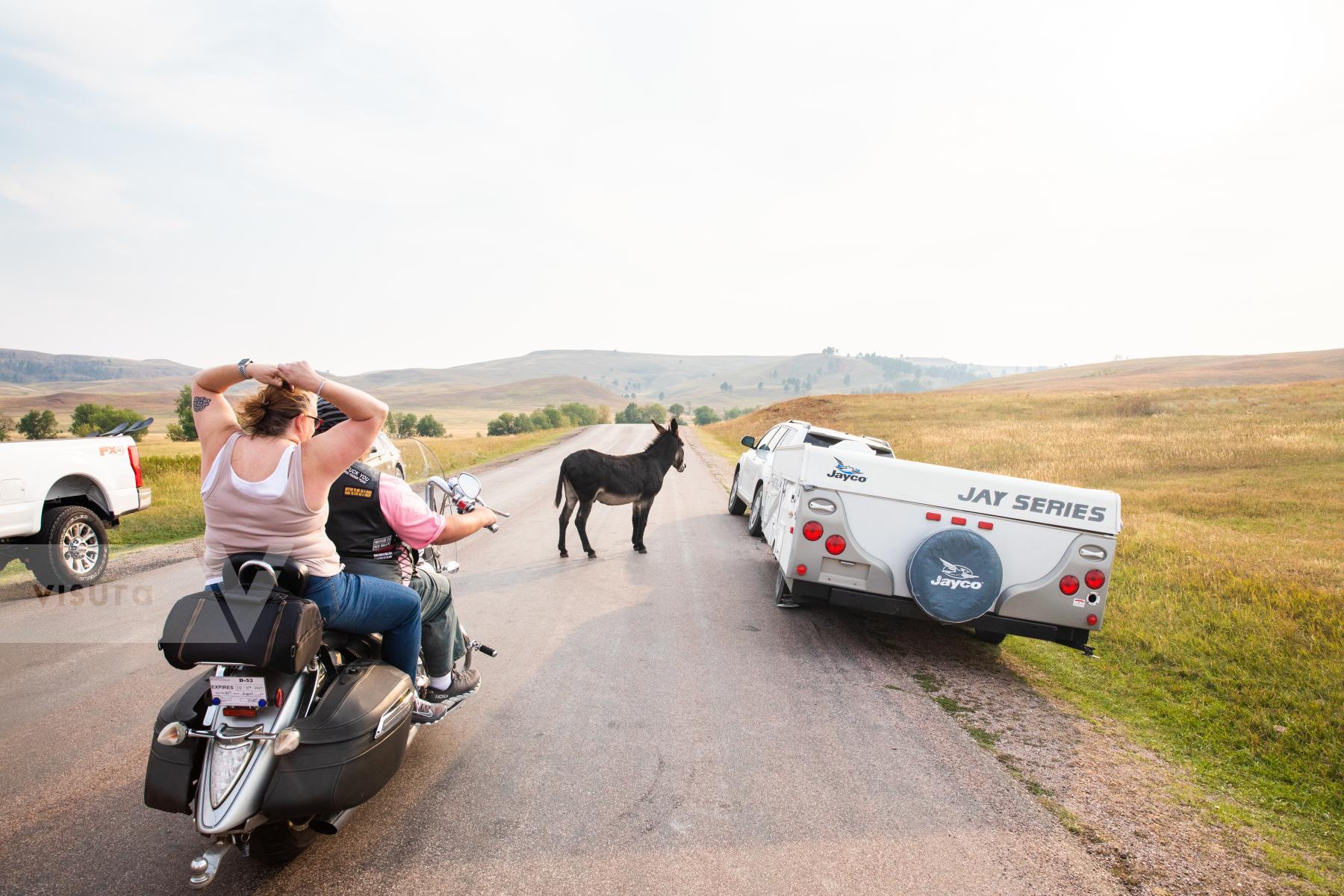 Purchase Begging Burros of Custer State Park by Katie Linsky Shaw