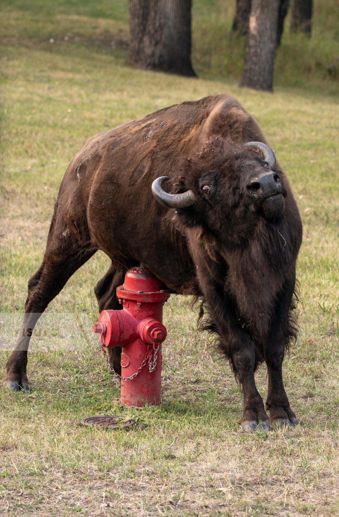 Purchase Itchy Bison by Katie Linsky Shaw