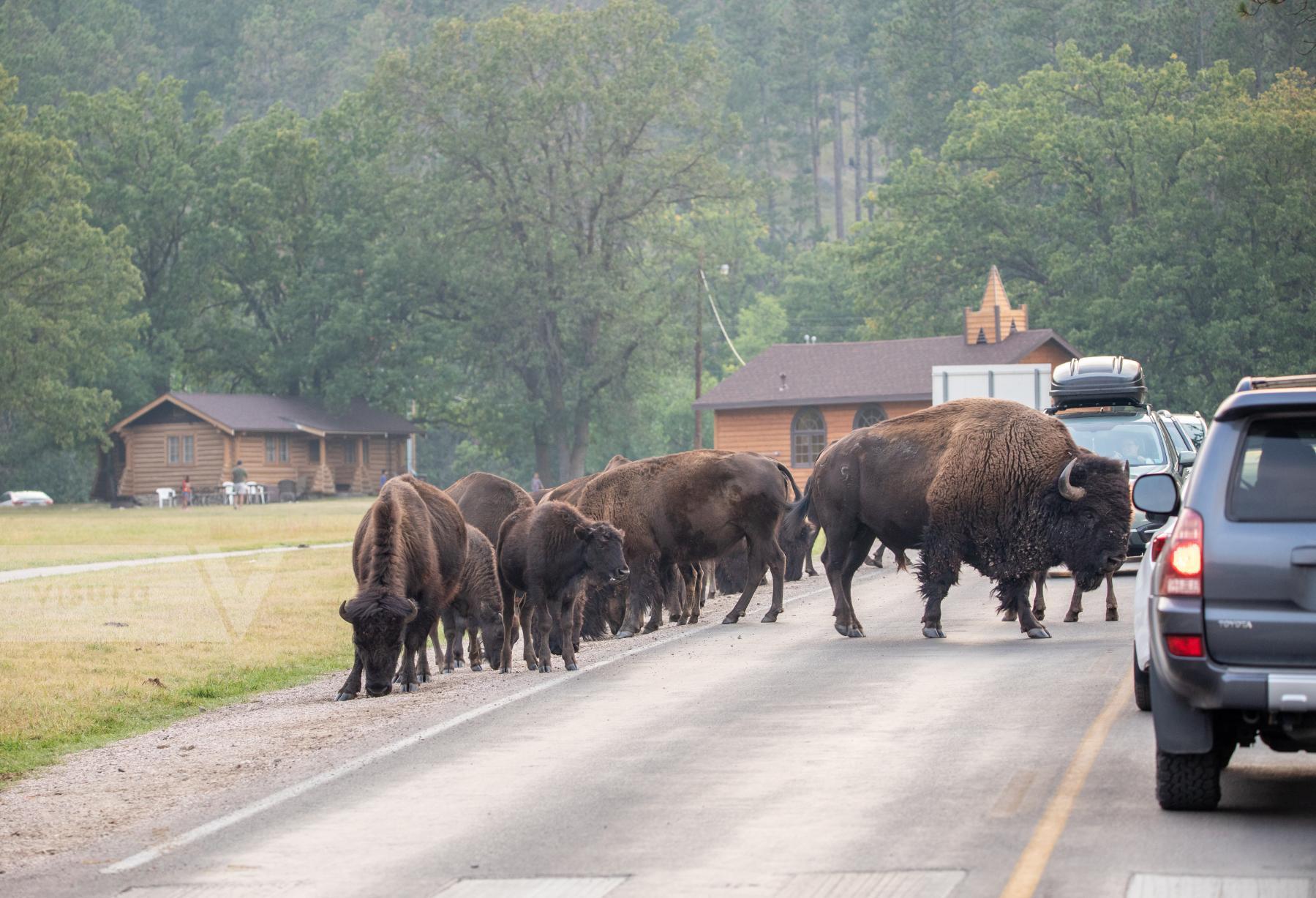 Purchase Bison Crossing by Katie Linsky Shaw