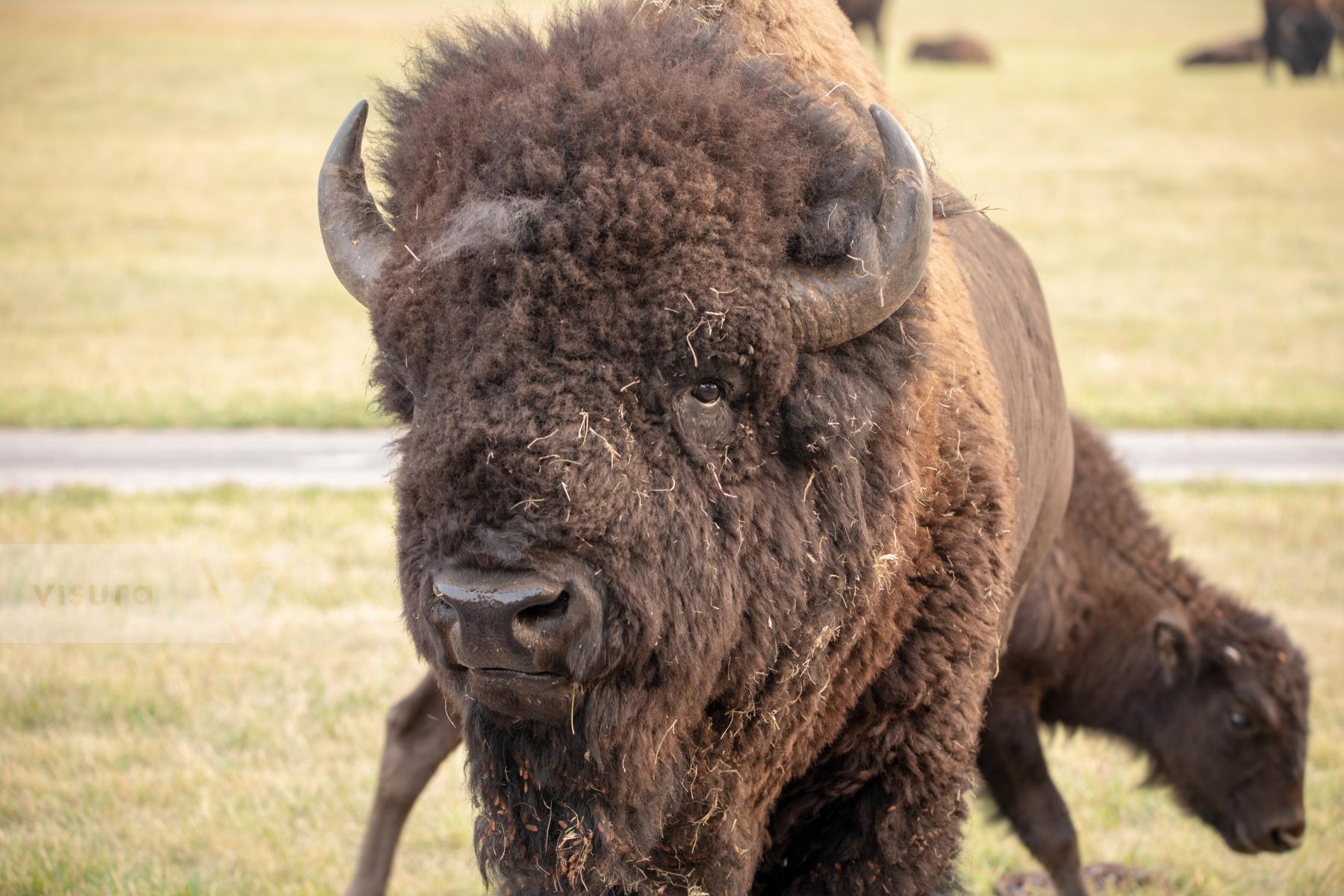 Purchase Bison Close-up by Katie Linsky Shaw