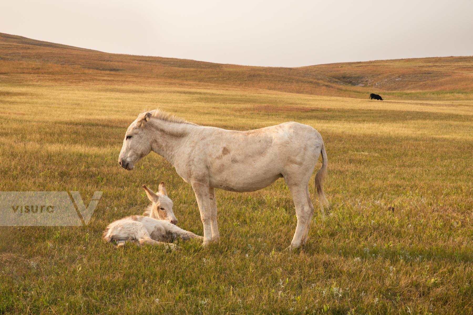 Purchase Burro and her Baby by Katie Linsky Shaw