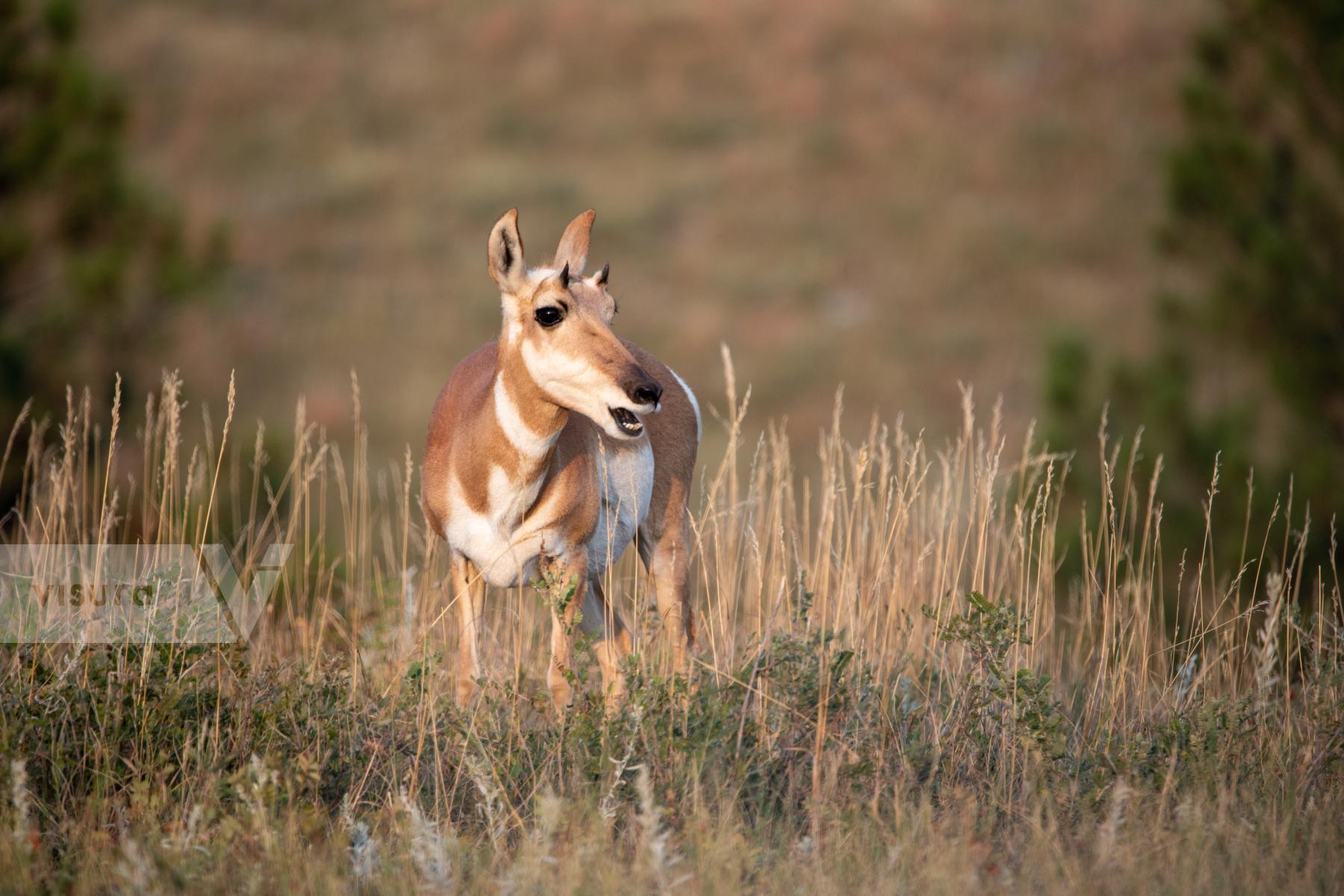 Purchase Pronghorn Antelope of South Dakota by Katie Linsky Shaw