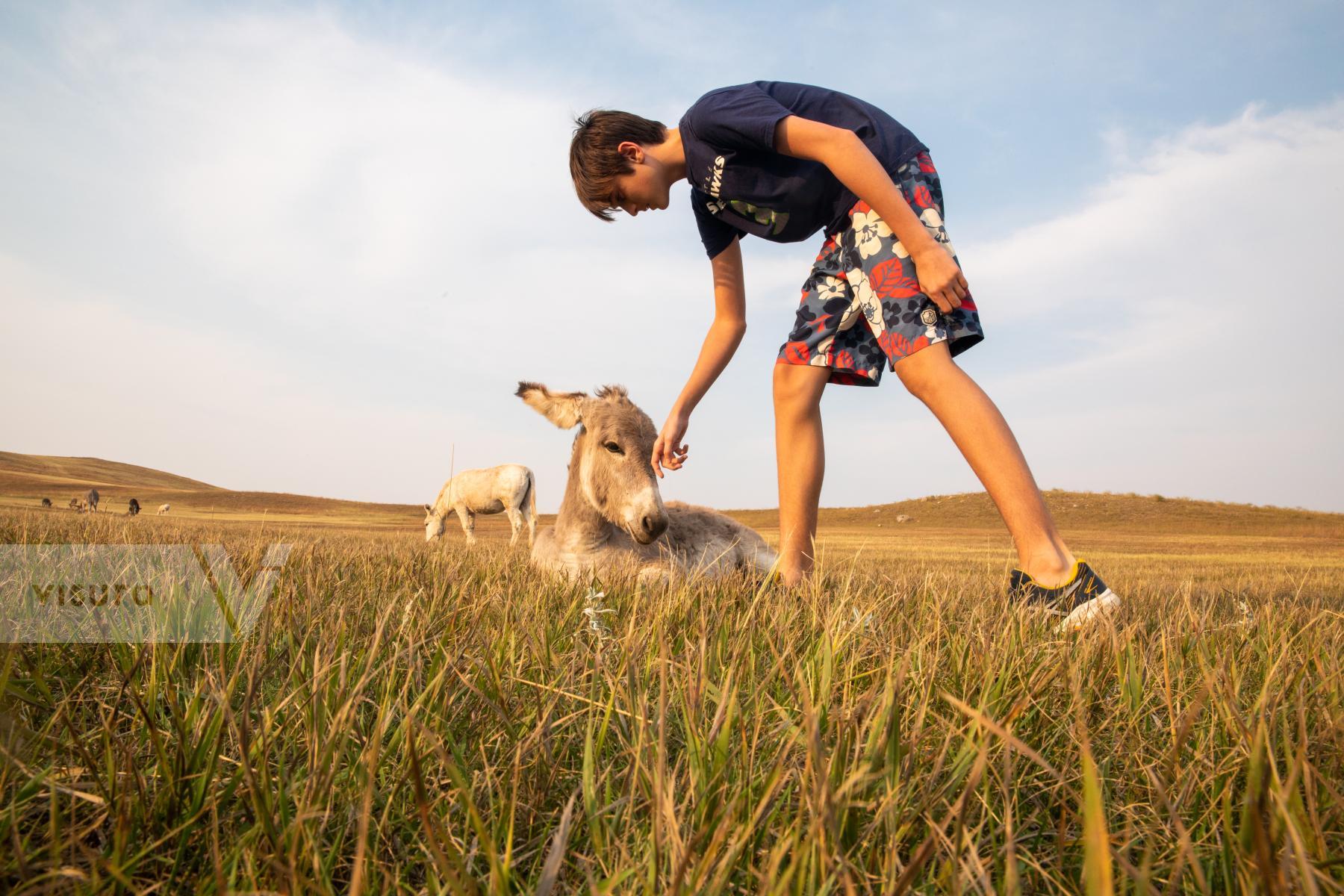 Purchase Petting Wild Burros in South Dakota by Katie Linsky Shaw