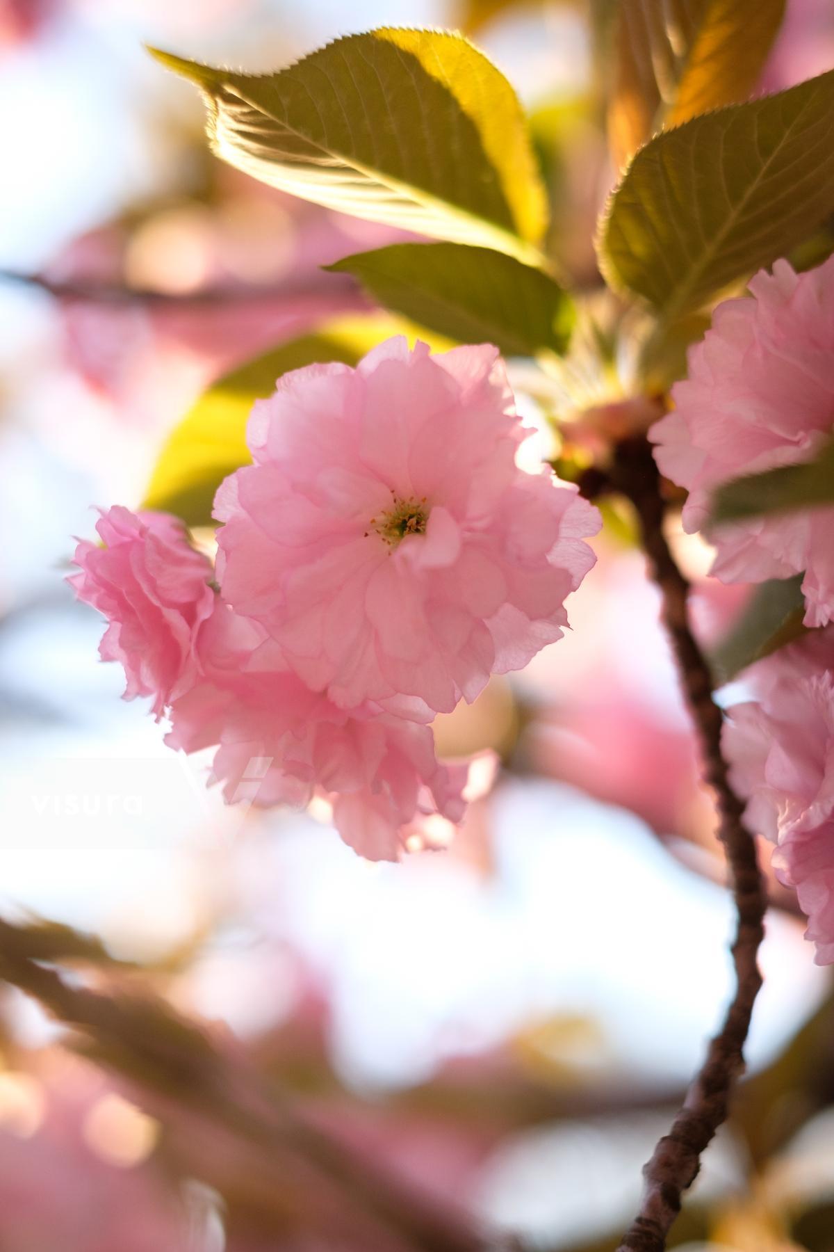 Purchase Kwanzan Cherry Blossom by Carla Cioffi