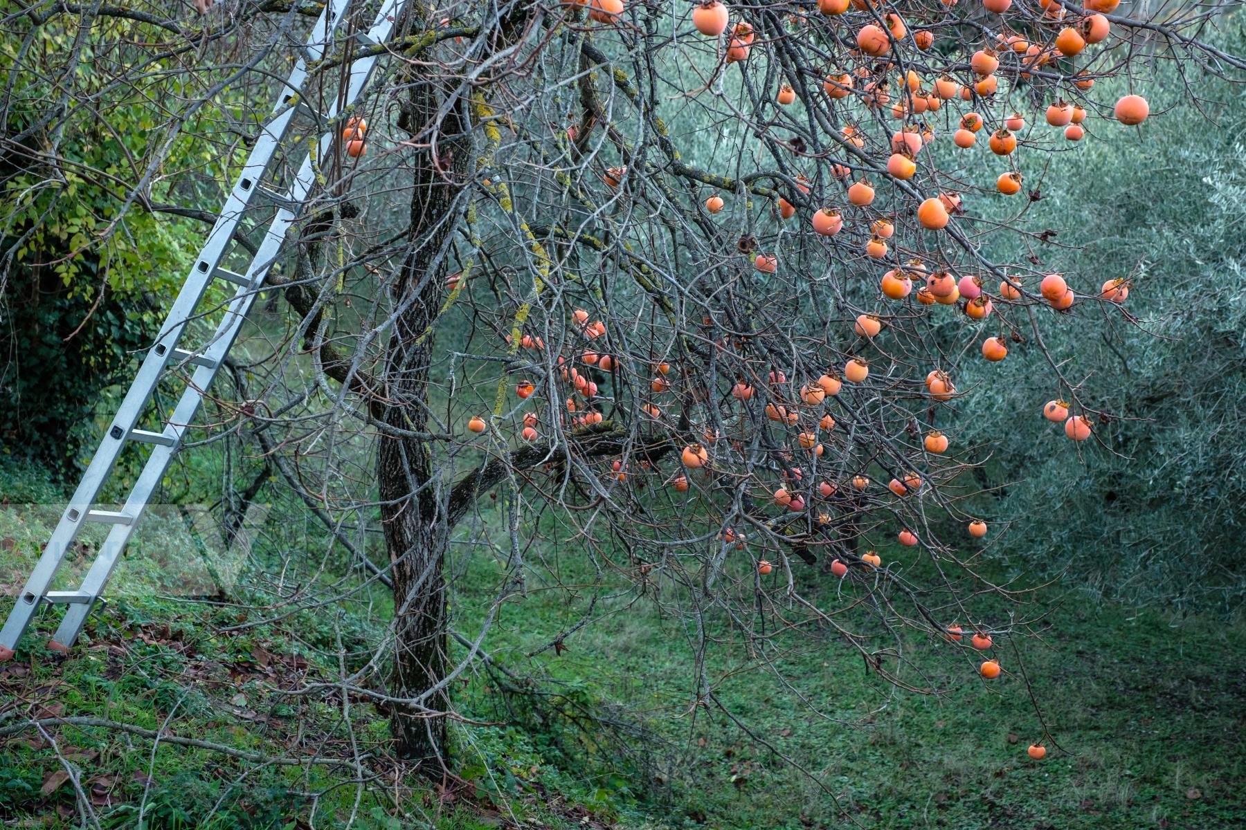 Purchase Persimmon Tree in Tuscany by Carla Cioffi