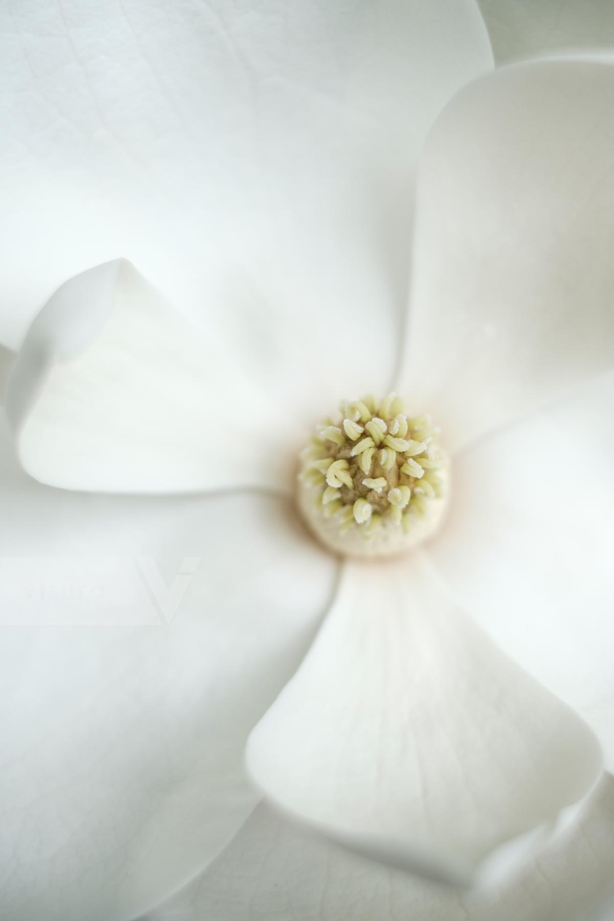 Purchase Magnolia Blossom by Carla Cioffi