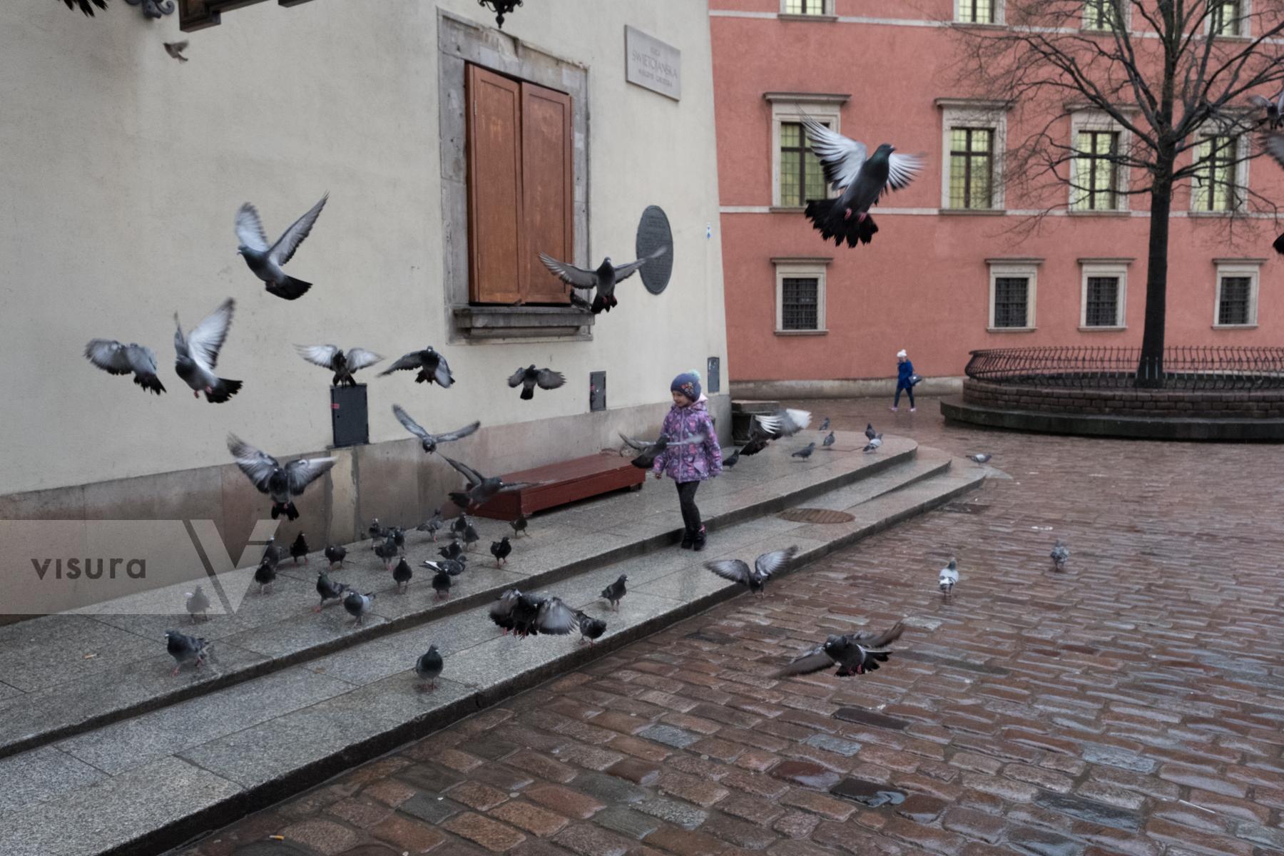 Purchase Child playing amongst Pigeons in Warsaw by Hannah Kozak