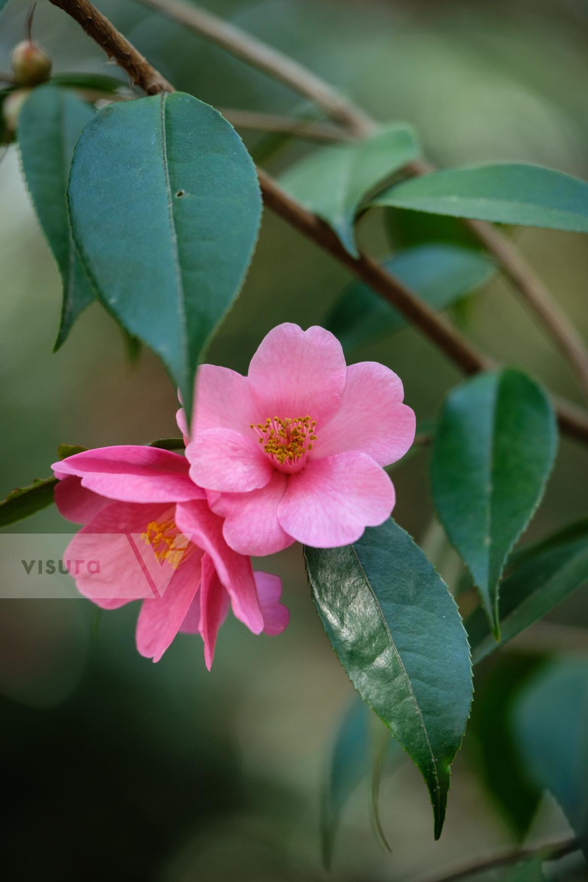 Purchase Camellia Blossom by Carla Cioffi