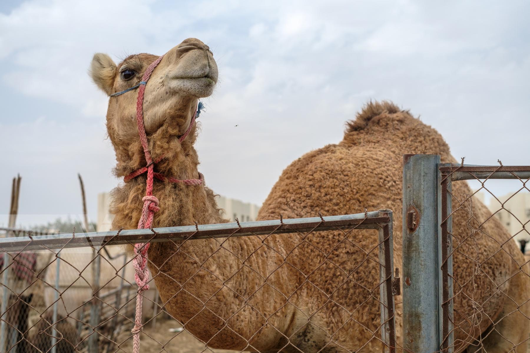 Purchase Camel Market by Carla Cioffi