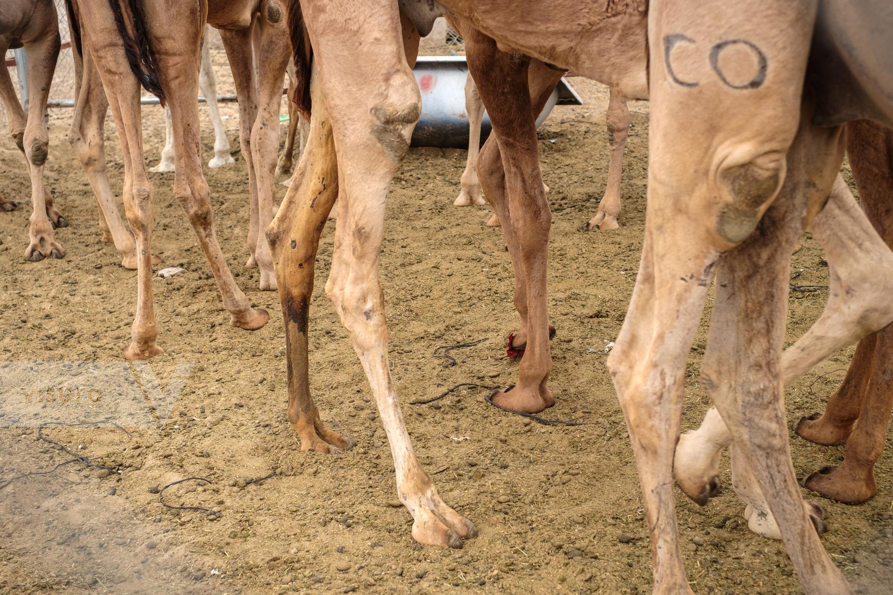 Purchase Camel Market by Carla Cioffi