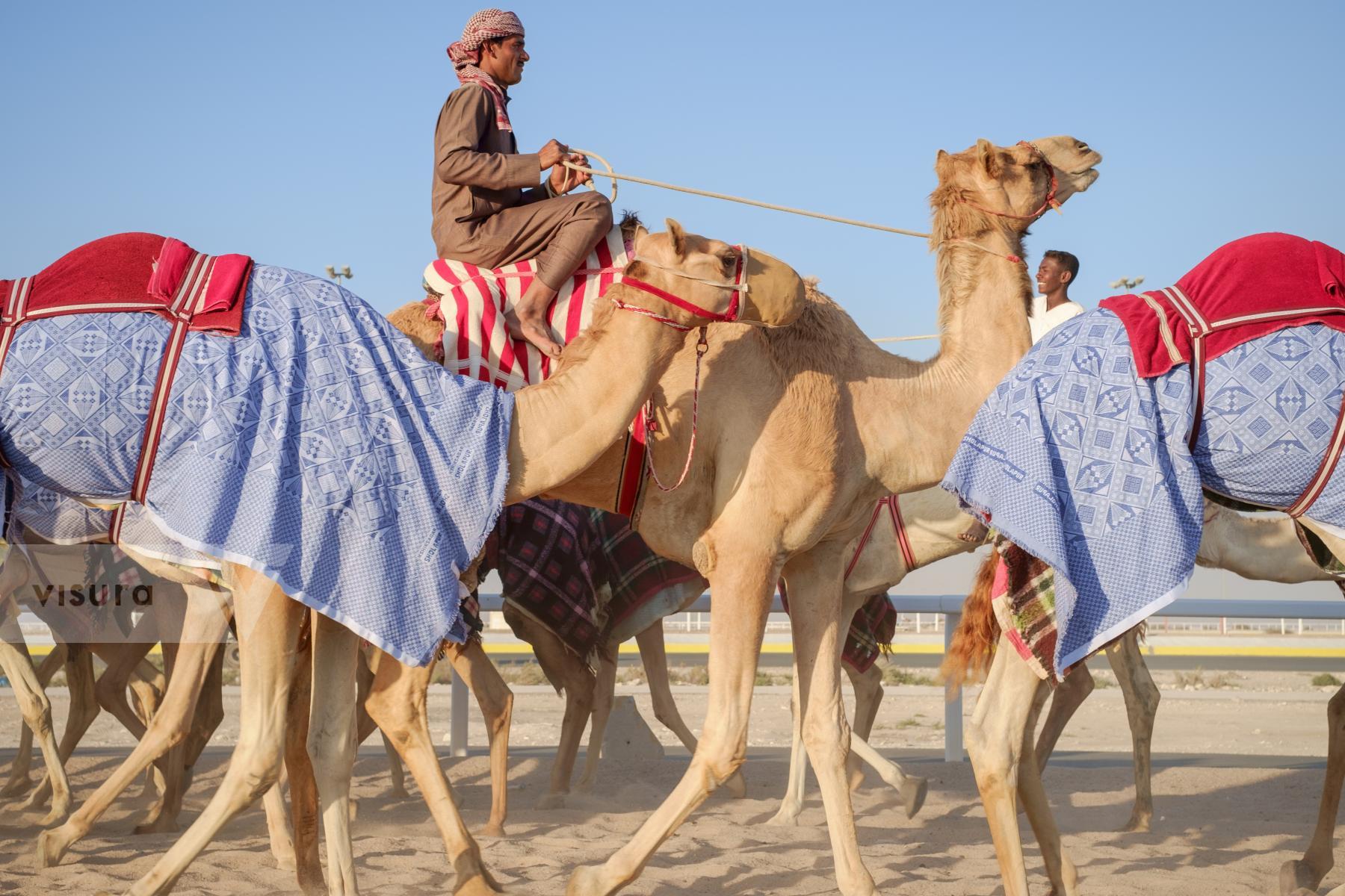 Purchase Training Camels at Al Shahaniya Camel Racetrack by Carla Cioffi