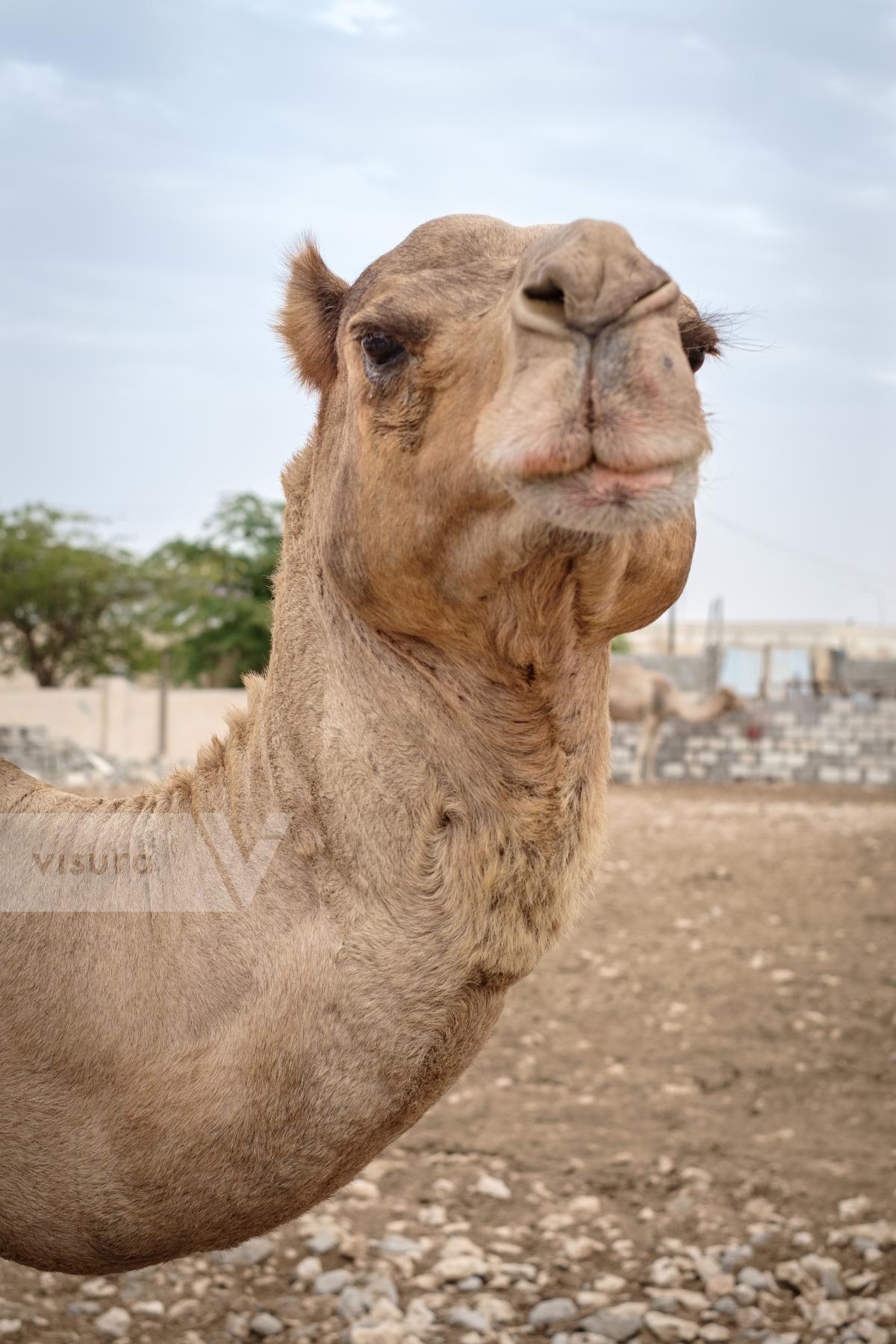 Purchase Camel Portrait by Carla Cioffi