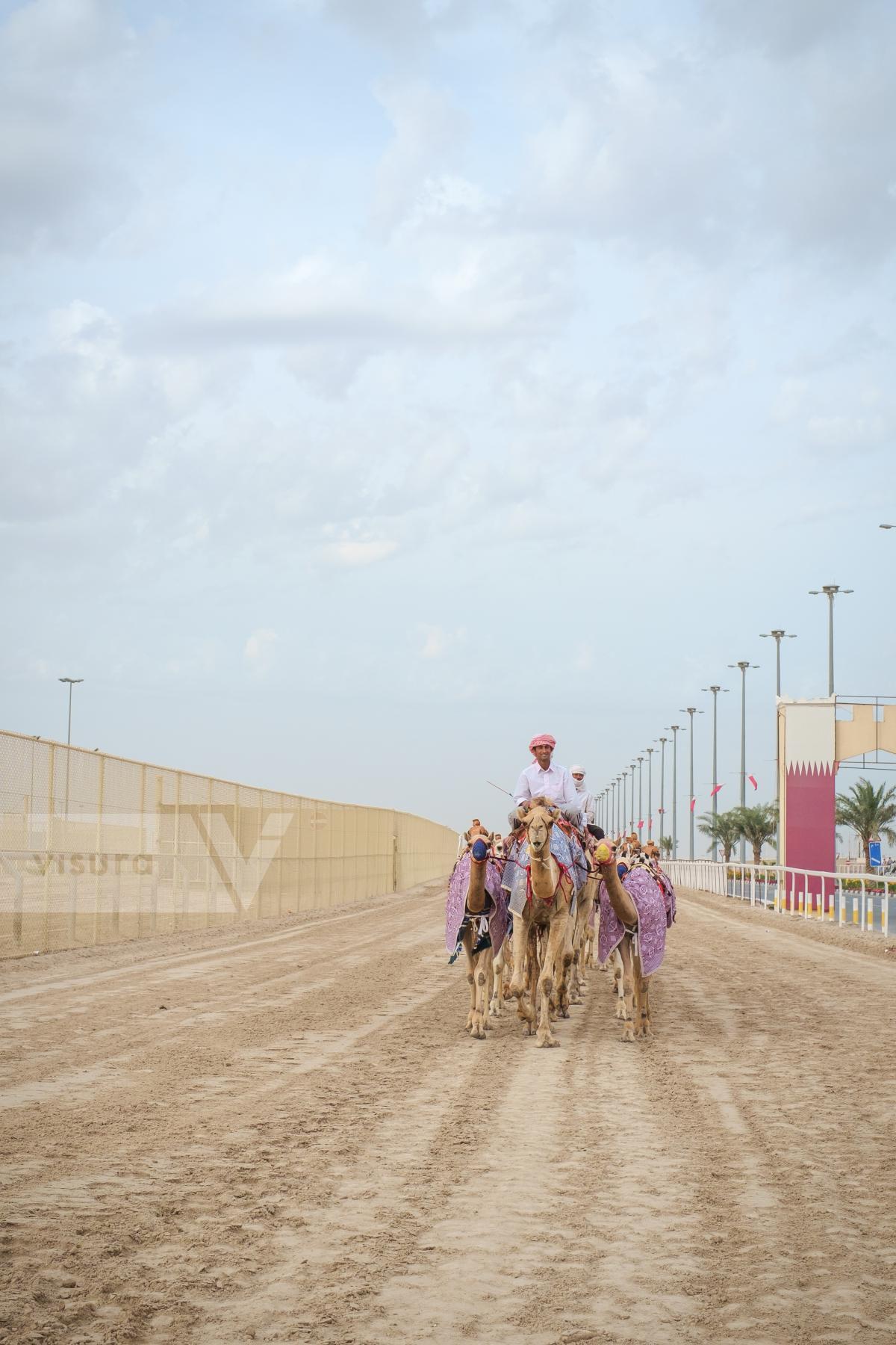 Purchase Training Camels at Al Shahaniya Camel Racetrack by Carla Cioffi