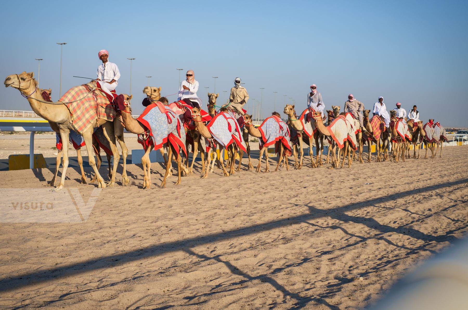 Purchase Training Camels at Al Shahaniya Camel Racetrack by Carla Cioffi