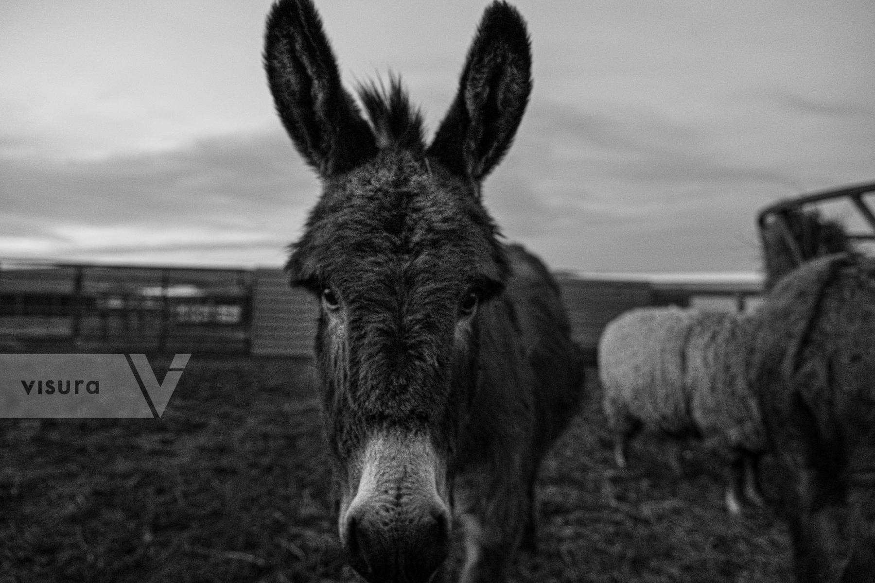 Purchase Donkey by Emily Schiffer