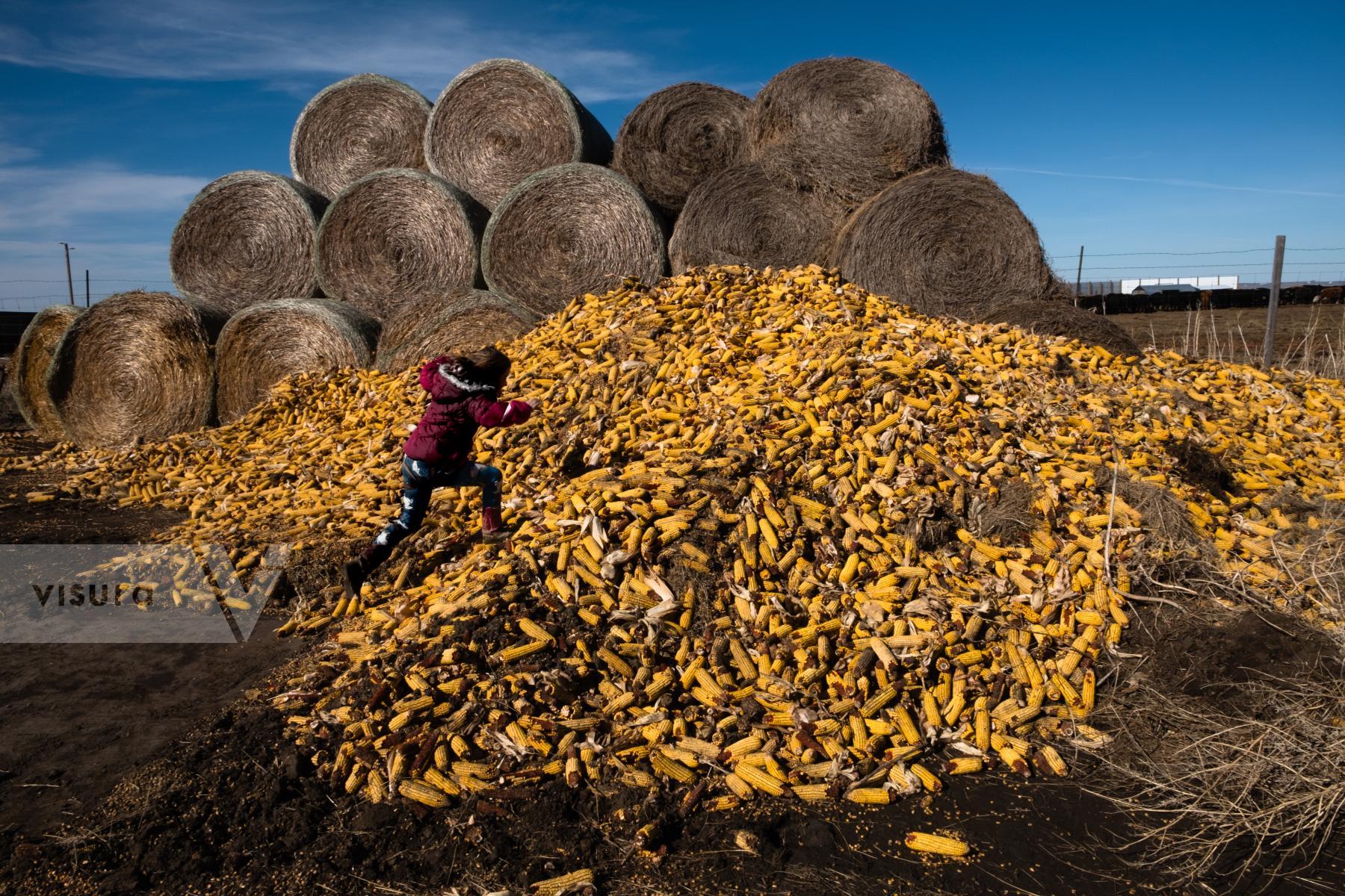 Purchase Corn by Emily Schiffer