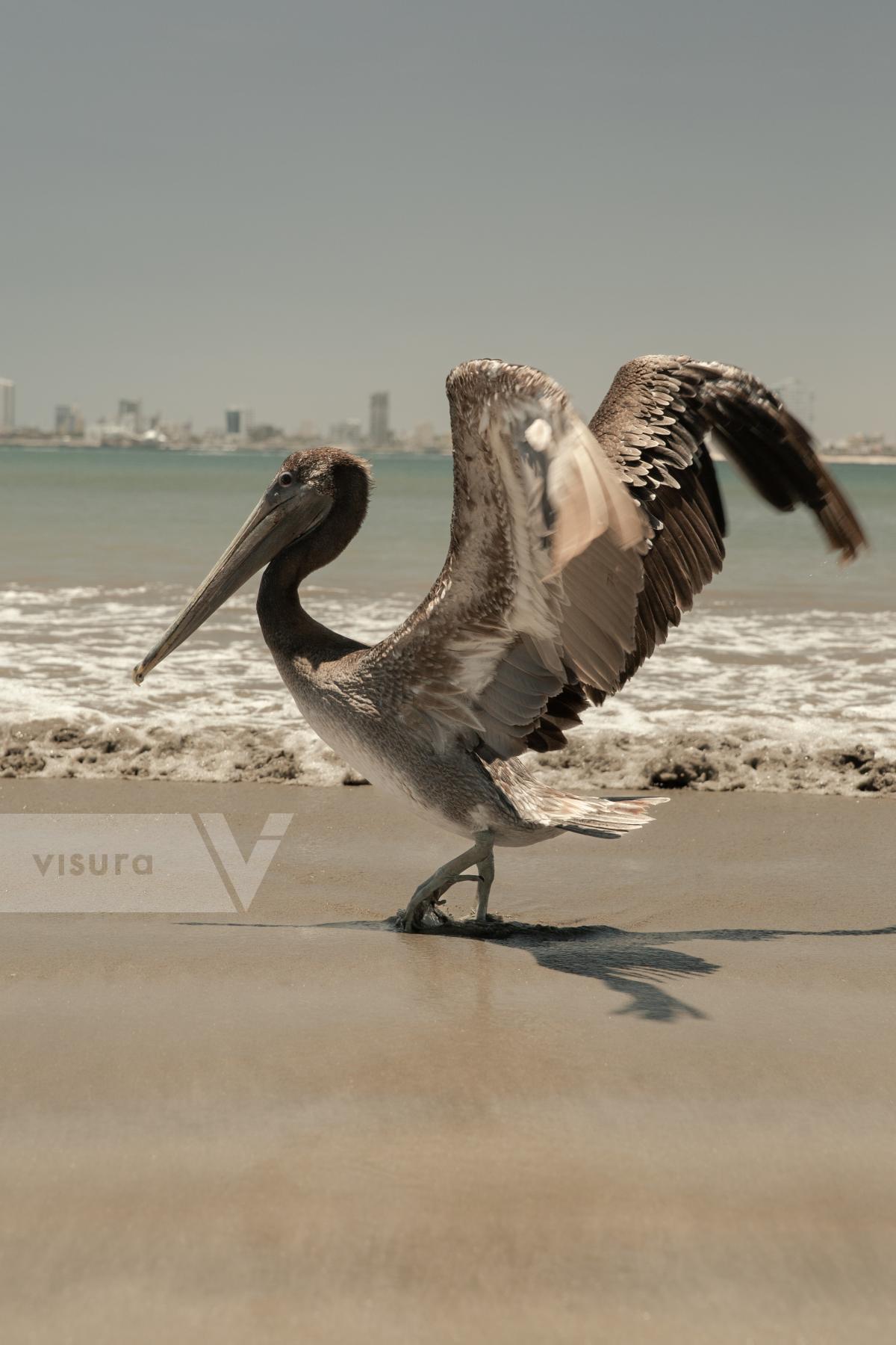 Purchase Pelican by Alejandra Rajal