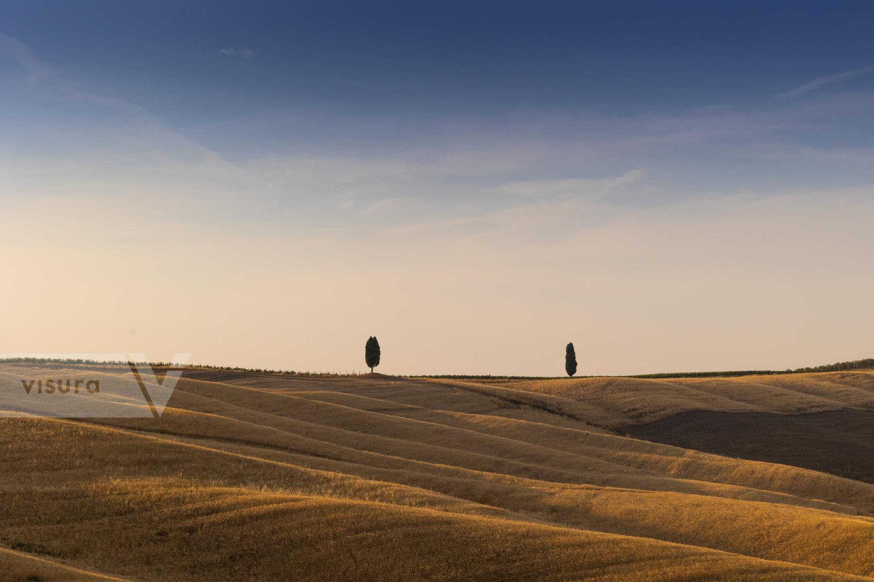 Purchase Couple of trees in Tuscany by Nicola Ughi