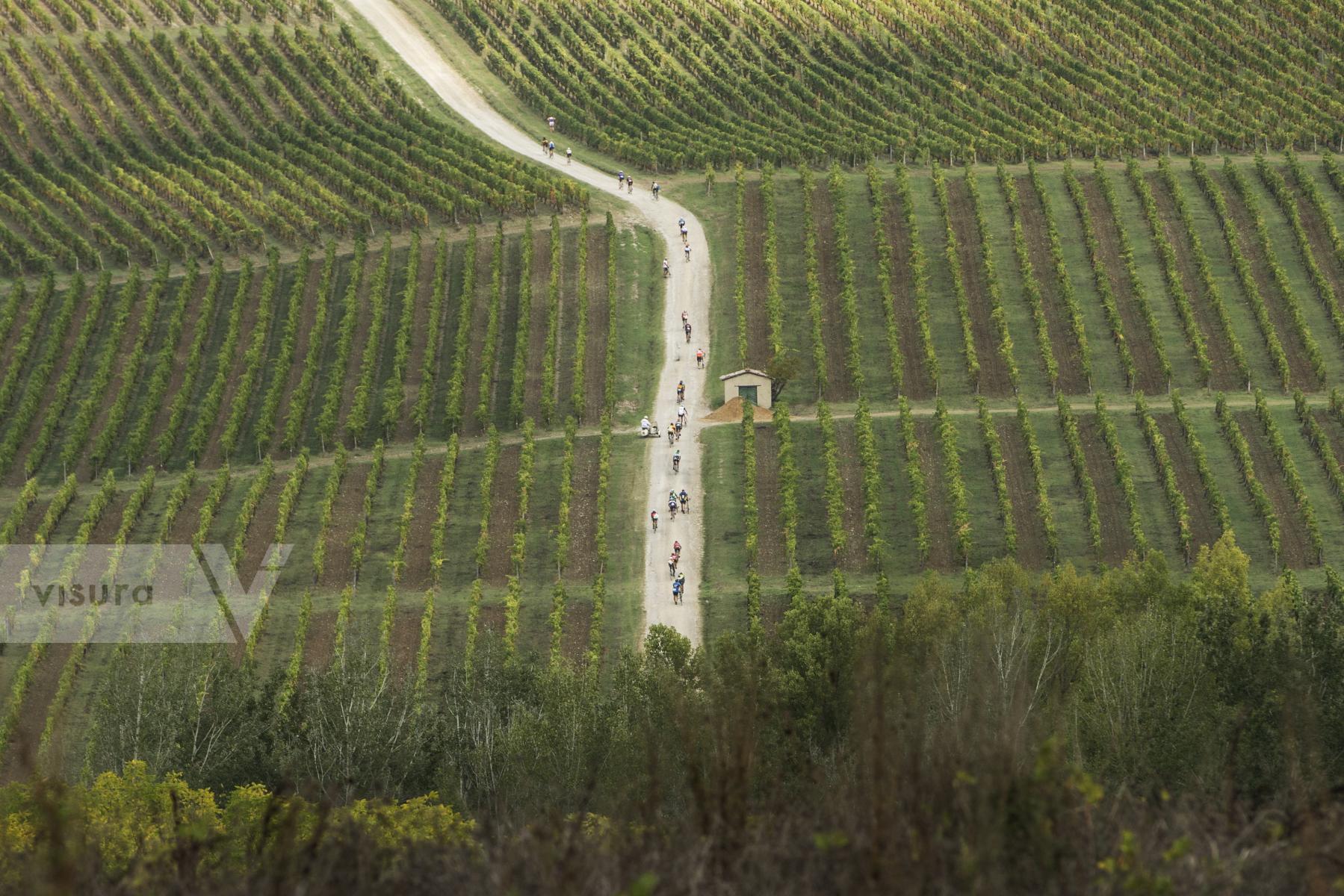 Purchase Rough road and vineyards by Nicola Ughi