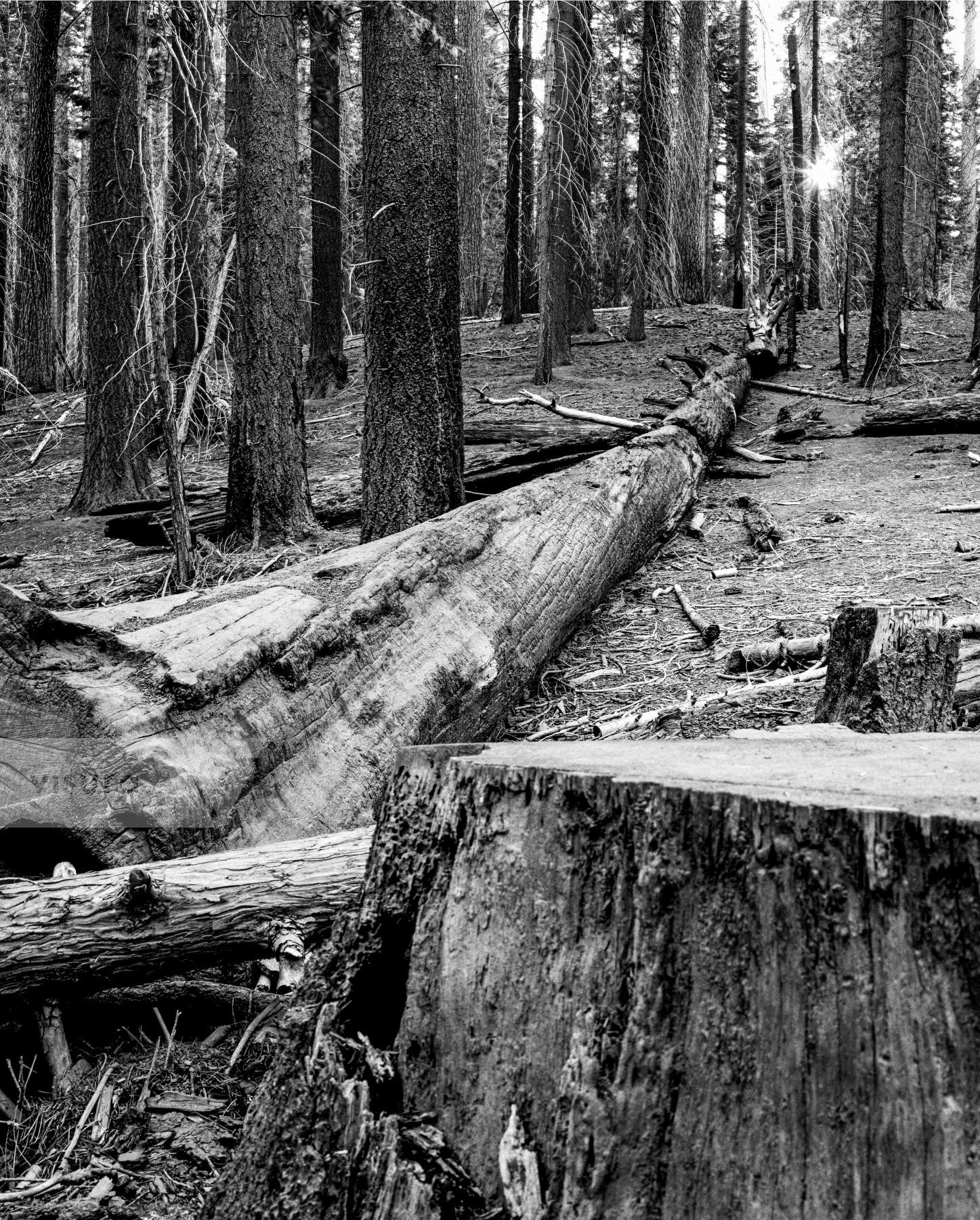 Purchase Landscapes 040921109 by Kenneth Nelson