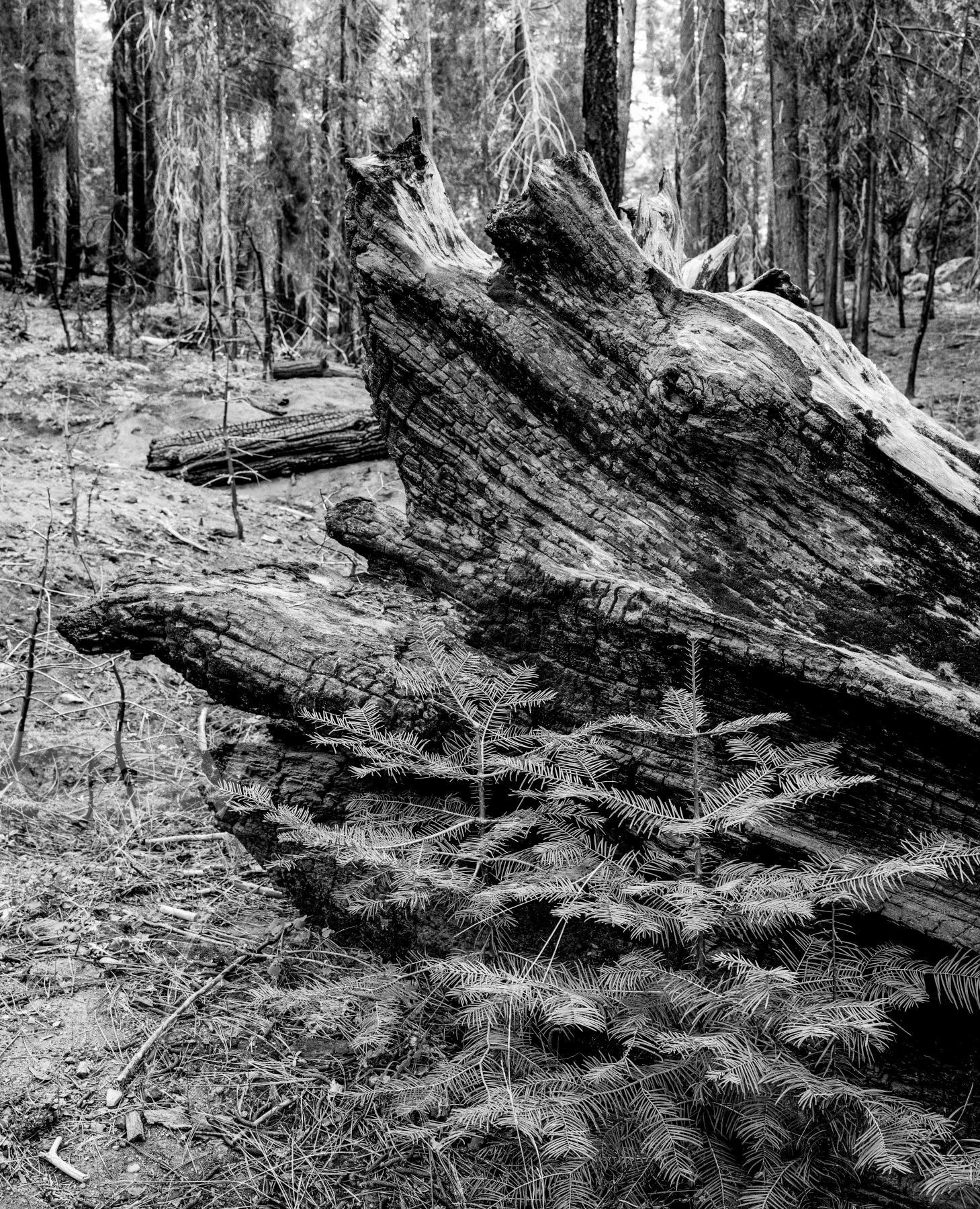 Purchase Landscapes 040921309 by Kenneth Nelson