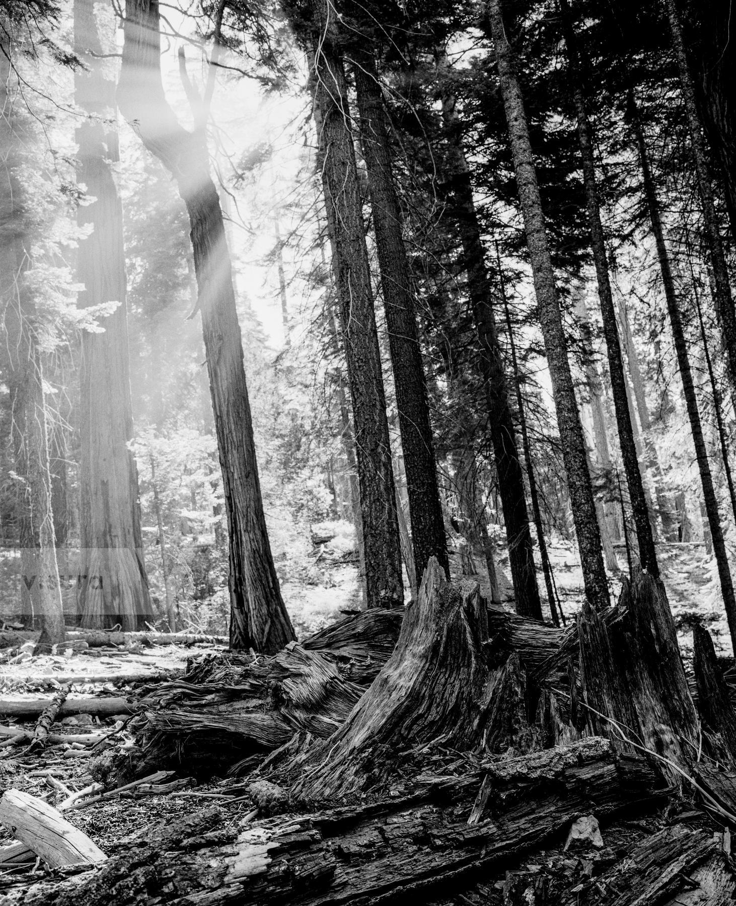 Purchase Landscapes 040921504 by Kenneth Nelson