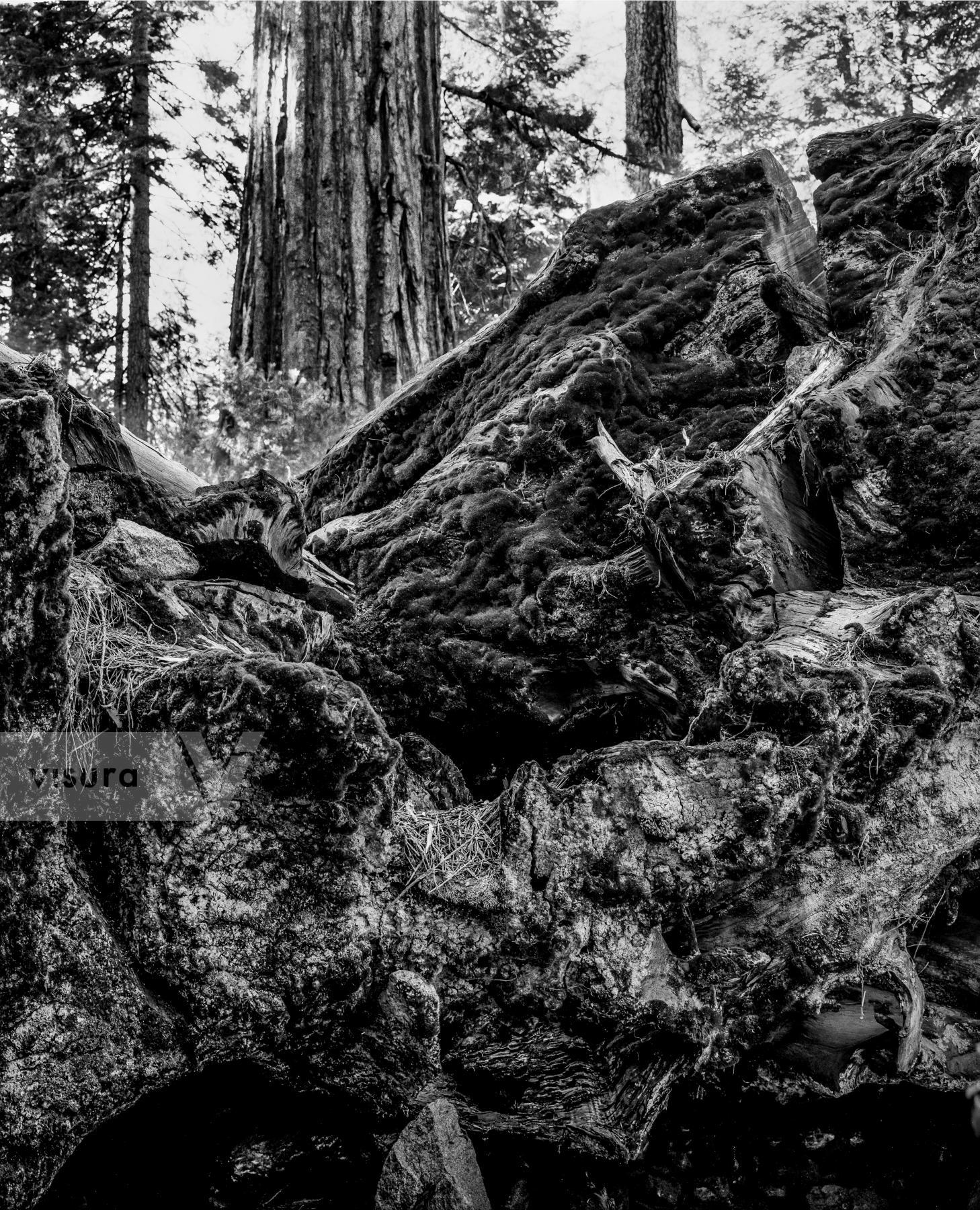 Purchase Landscapes 040921606 by Kenneth Nelson