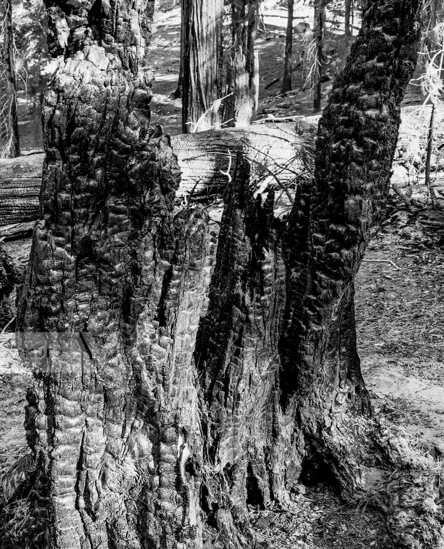Purchase Landscapes 040921406 by Kenneth Nelson