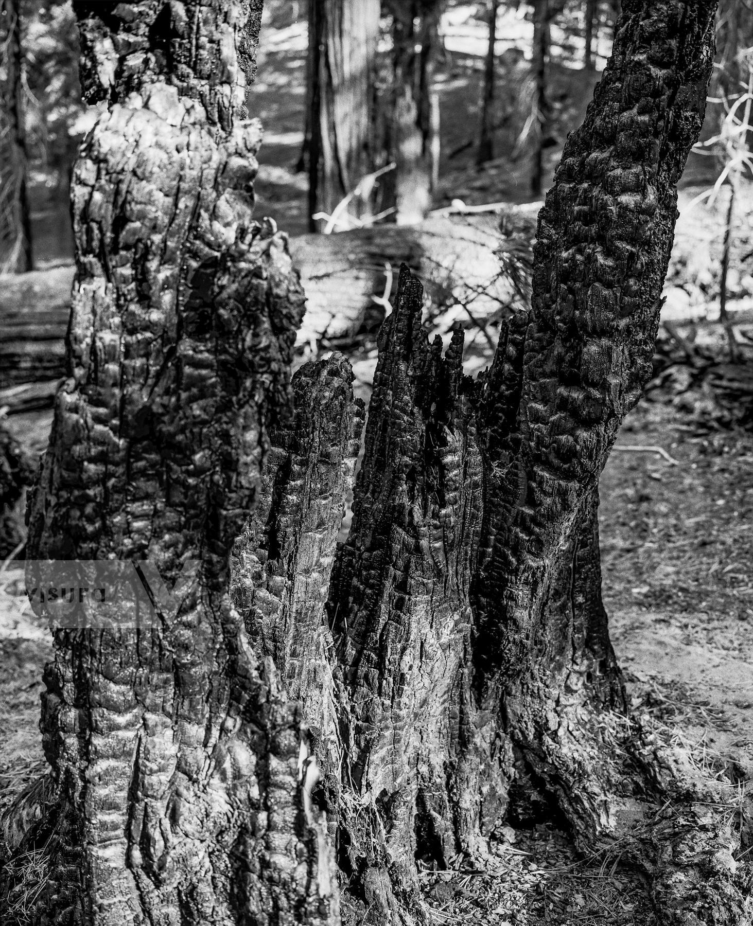 Purchase Landscapes 040921407 by Kenneth Nelson