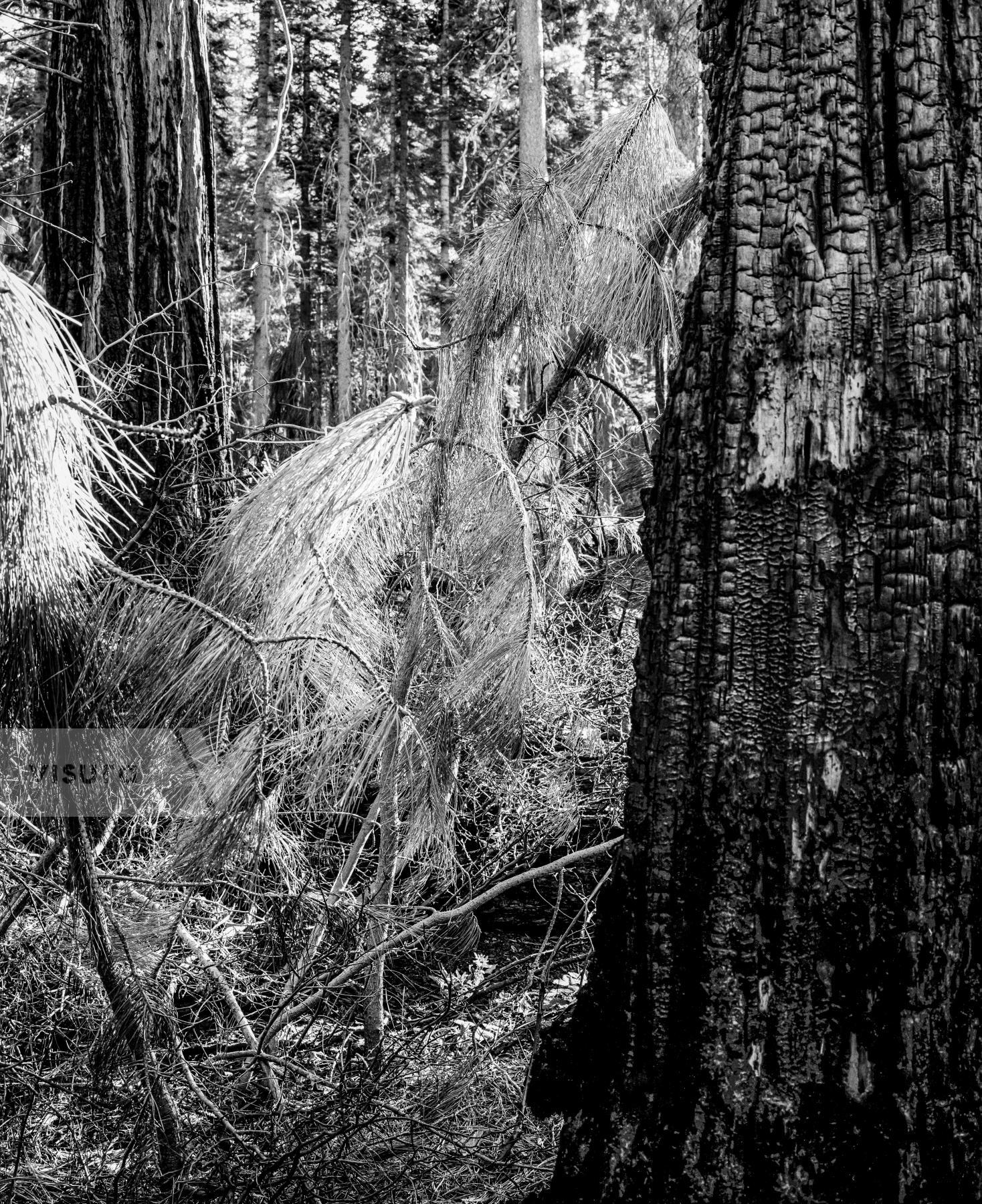 Purchase Landscapes 040921501 by Kenneth Nelson