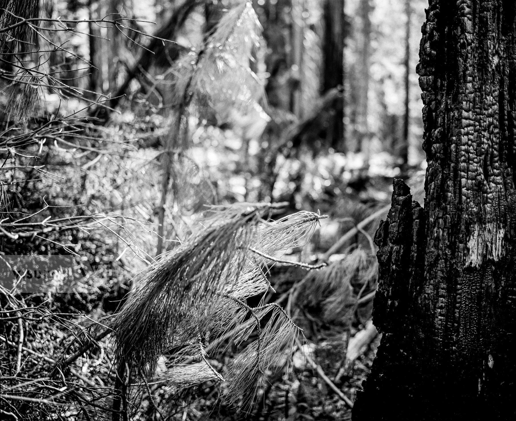 Purchase Landscapes 040921502 by Kenneth Nelson