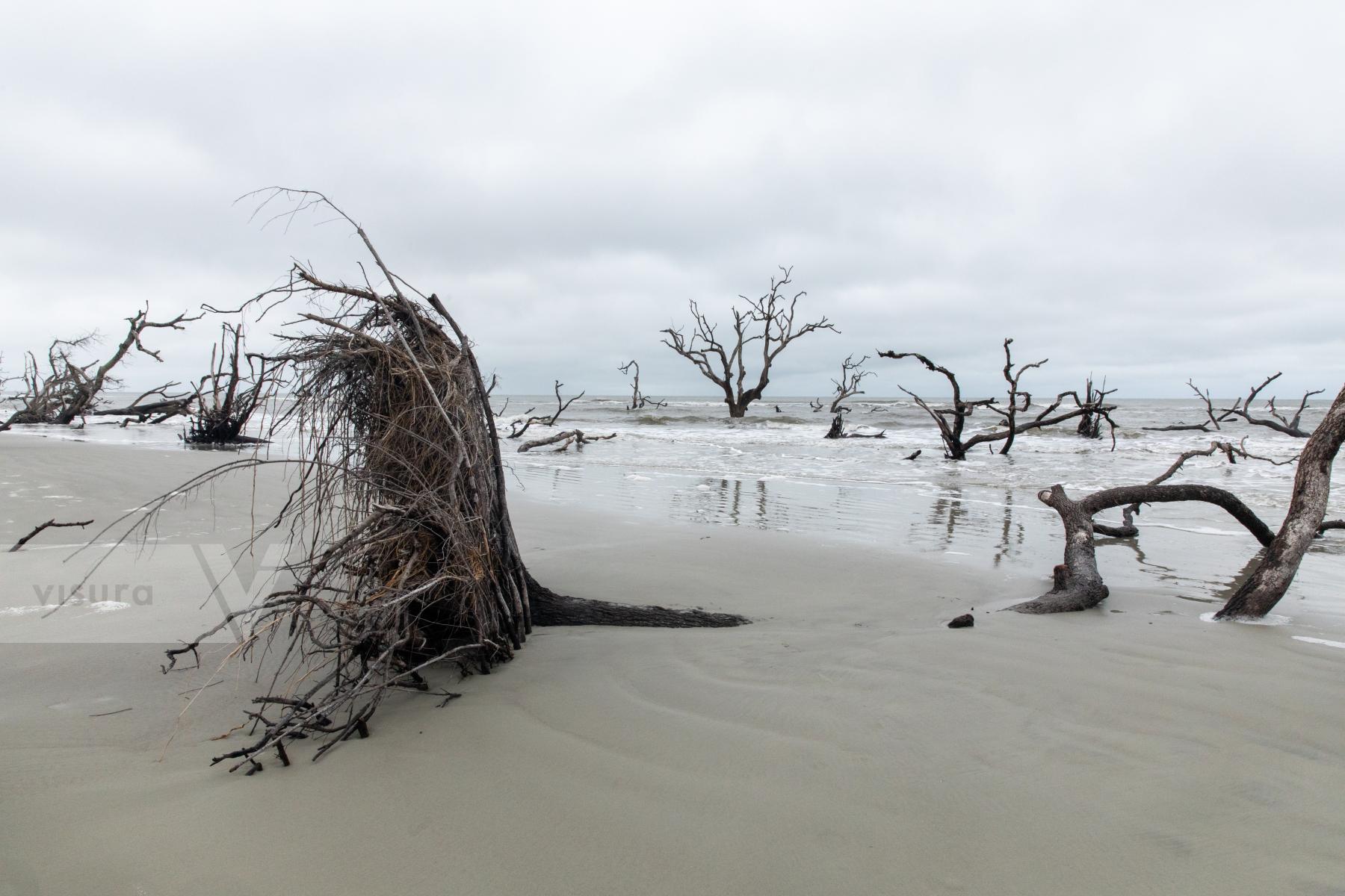 Purchase Erosion on Hunting Island, South Carolina by Katie Linsky Shaw