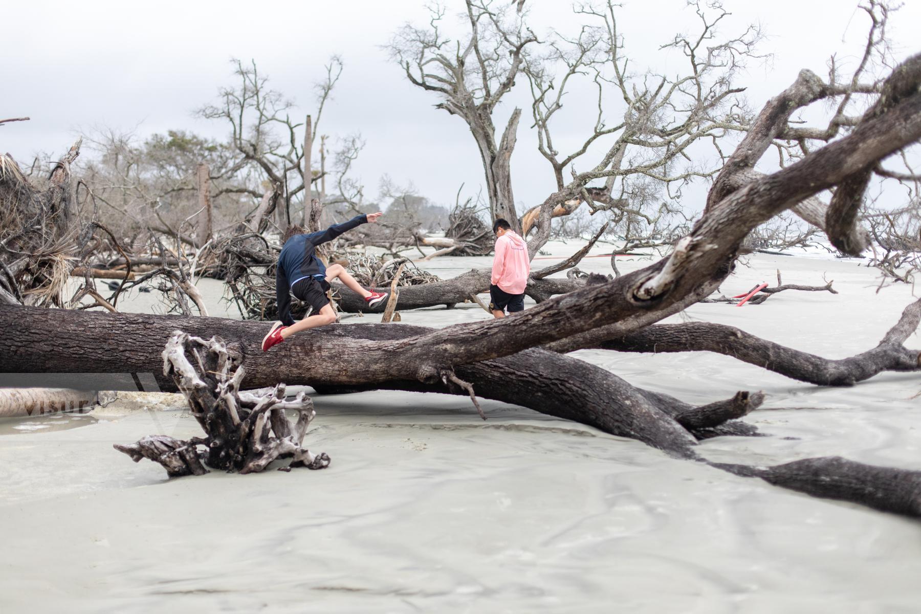 Purchase Exploring the Boneyard Beach of Hunting Island by Katie Linsky Shaw