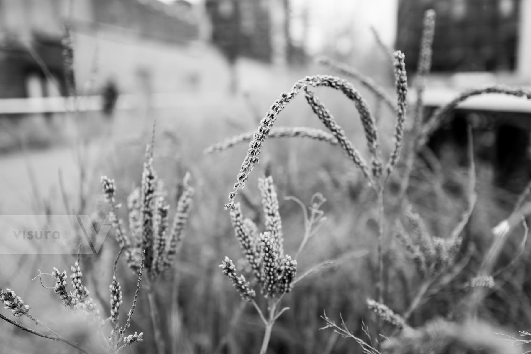 Purchase High Line Vegetation 160109795 alt by Kenneth Nelson