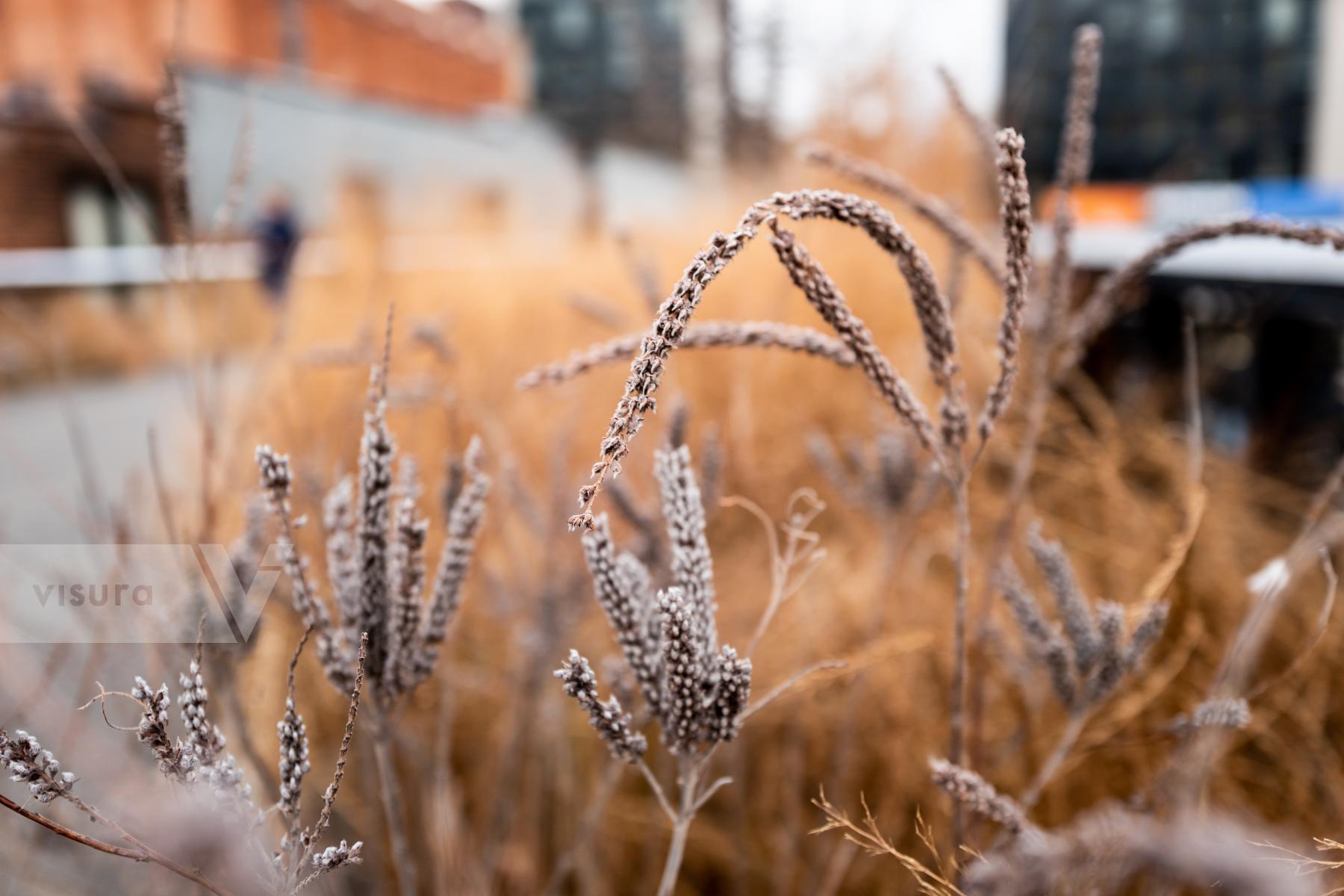 Purchase High Line Vegetation 160109795 by Kenneth Nelson