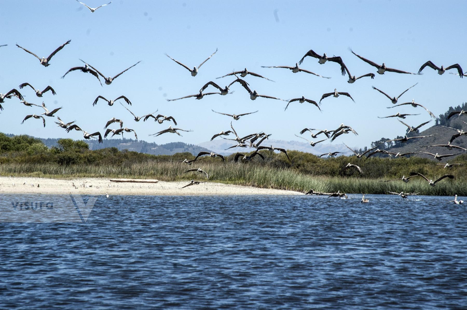 Purchase Pelicans In Flight by Tish Lampert