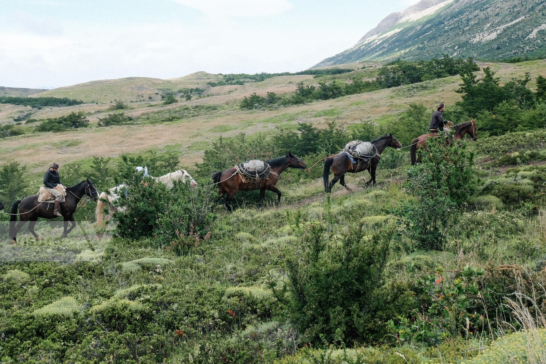 Purchase Torres del Paine, horses by Alexia Liakounakou