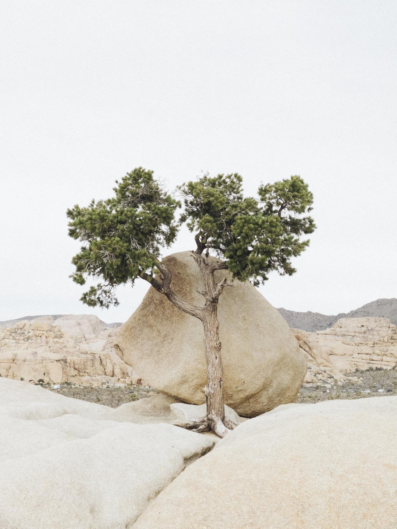 Purchase Lone Pine, Joshua Tree by Matt Propert