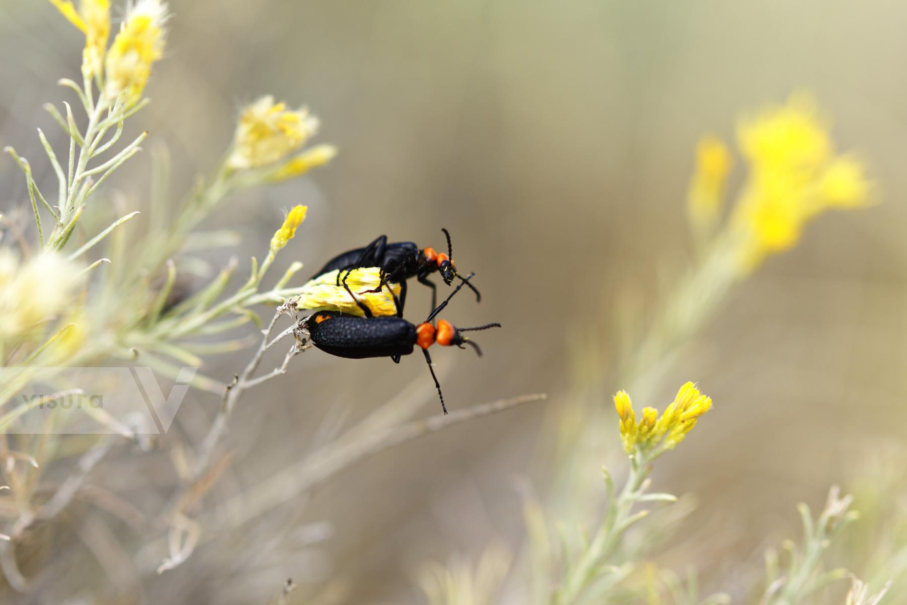 Purchase Soldier Beetles by Rakesh Malik