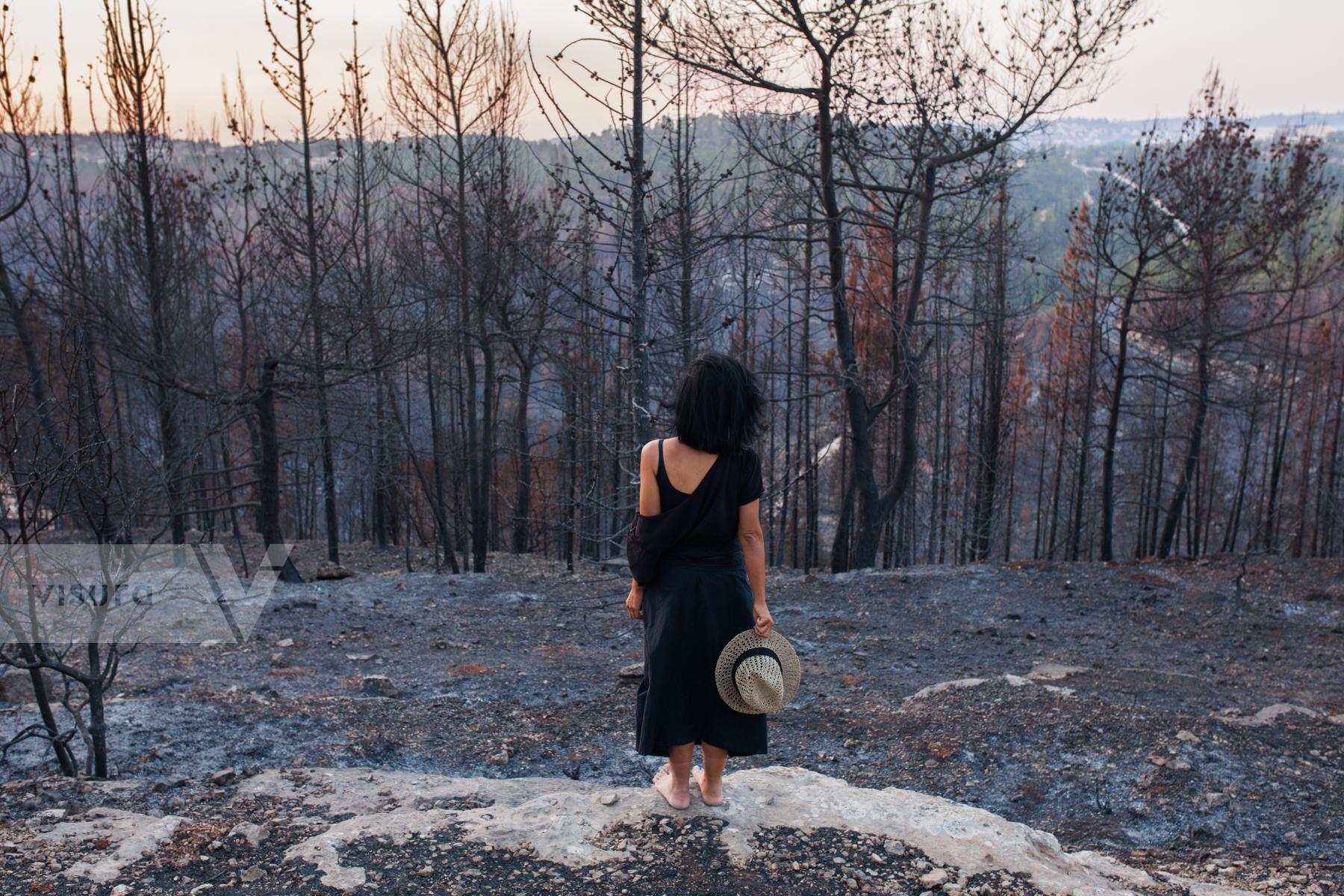 Purchase Burned Sataf forest by Victor Bezrukov
