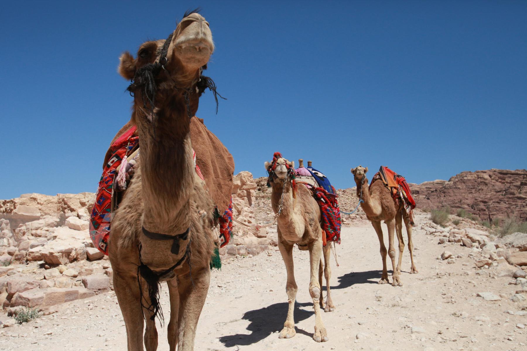 Purchase Camels in Petra, Jordan by Hannah Kozak