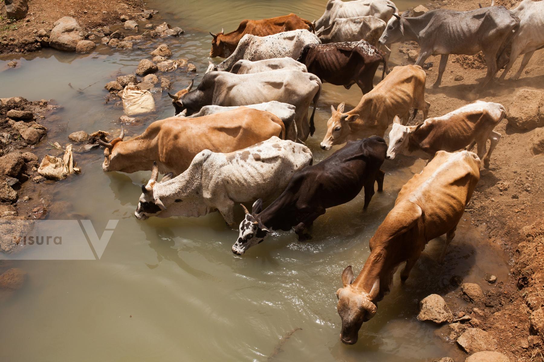 Purchase cows at the waterhole by Victor Bezrukov
