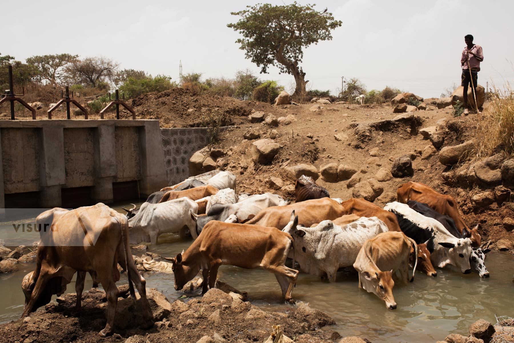 Purchase cows at the waterhole by Victor Bezrukov